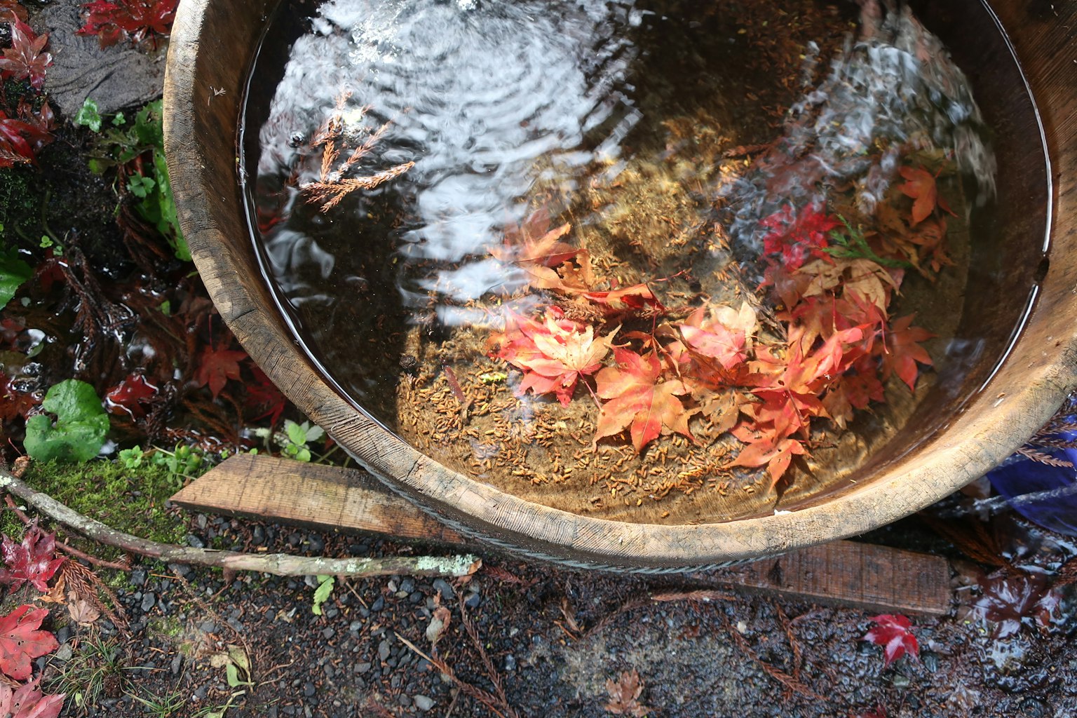 Wooden basin filled with water featuring floating red leaves
