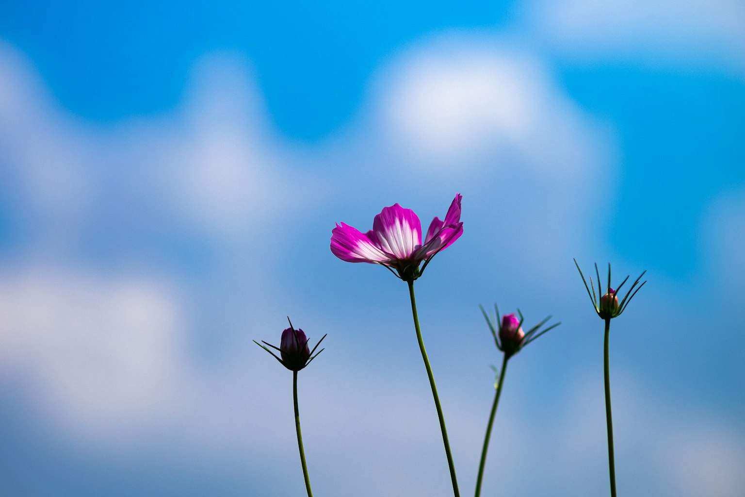 Quattro steli di fiori con petali rosa vivaci contro un cielo blu