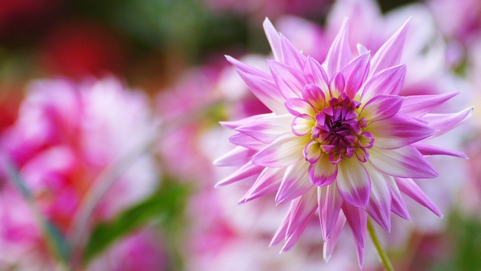 Bellissimo fiore di dalia con petali rosa e bianchi vivaci