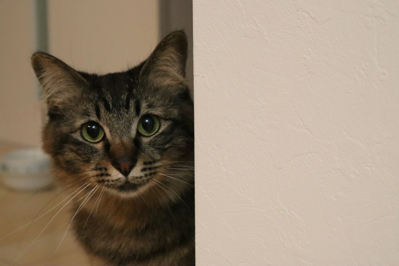 Close-up of a brown cat peeking from behind a wall