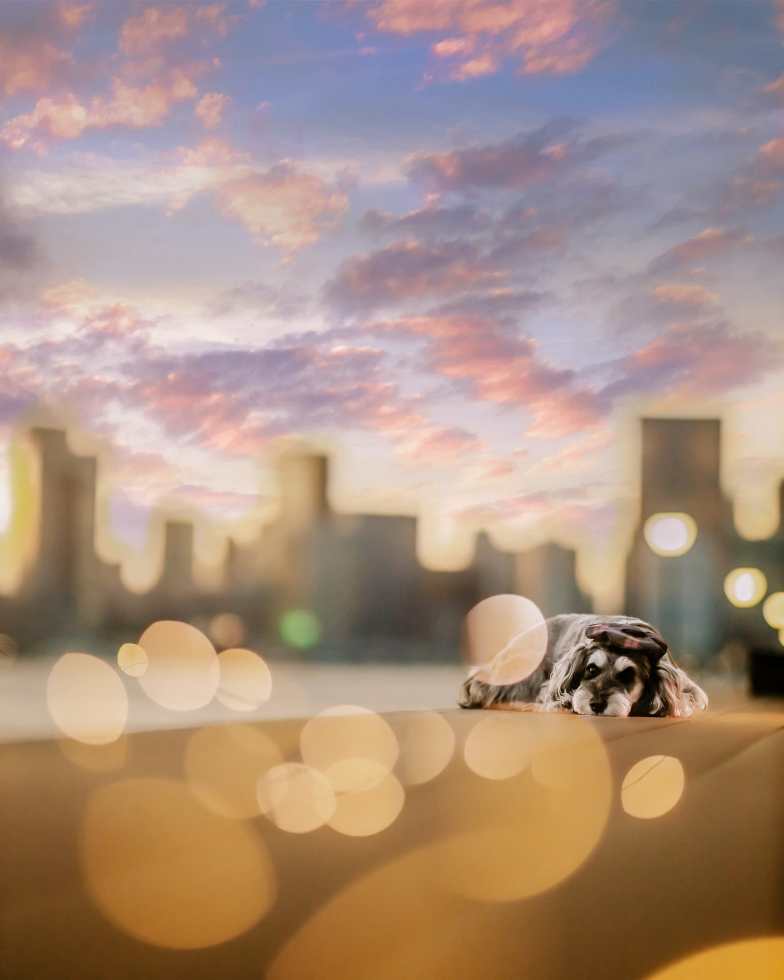 Gros plan d'un chien avec un arrière-plan de ville au coucher de soleil et lumières floues