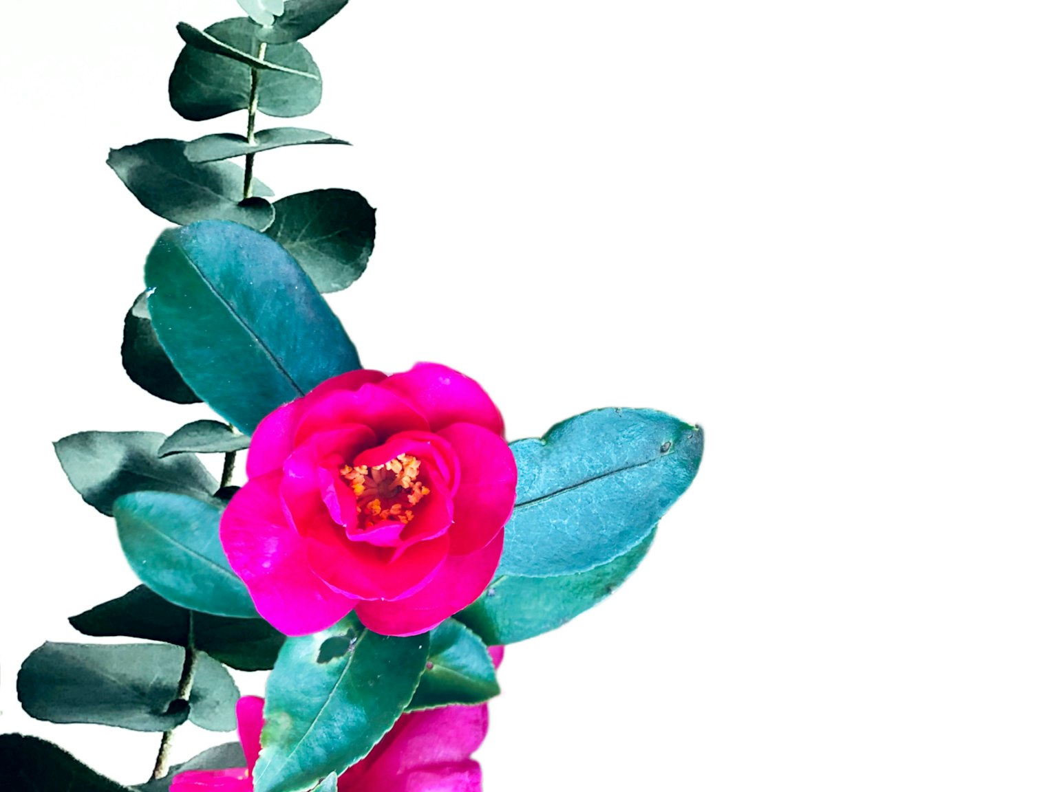 Fiore di camelia rosa vivace con foglie verdi su uno sfondo semplice