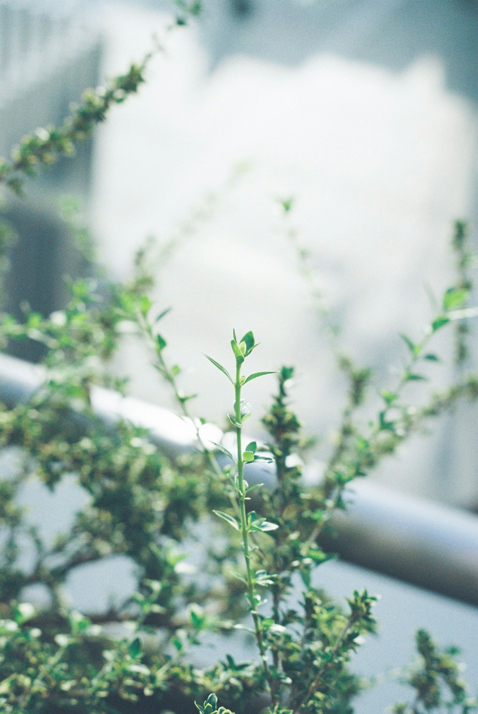 Plante verte poussant le long d'une balustrade de balcon