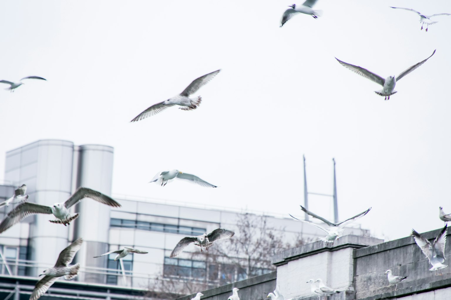 Aves volando contra un cielo blanco con un edificio moderno al fondo