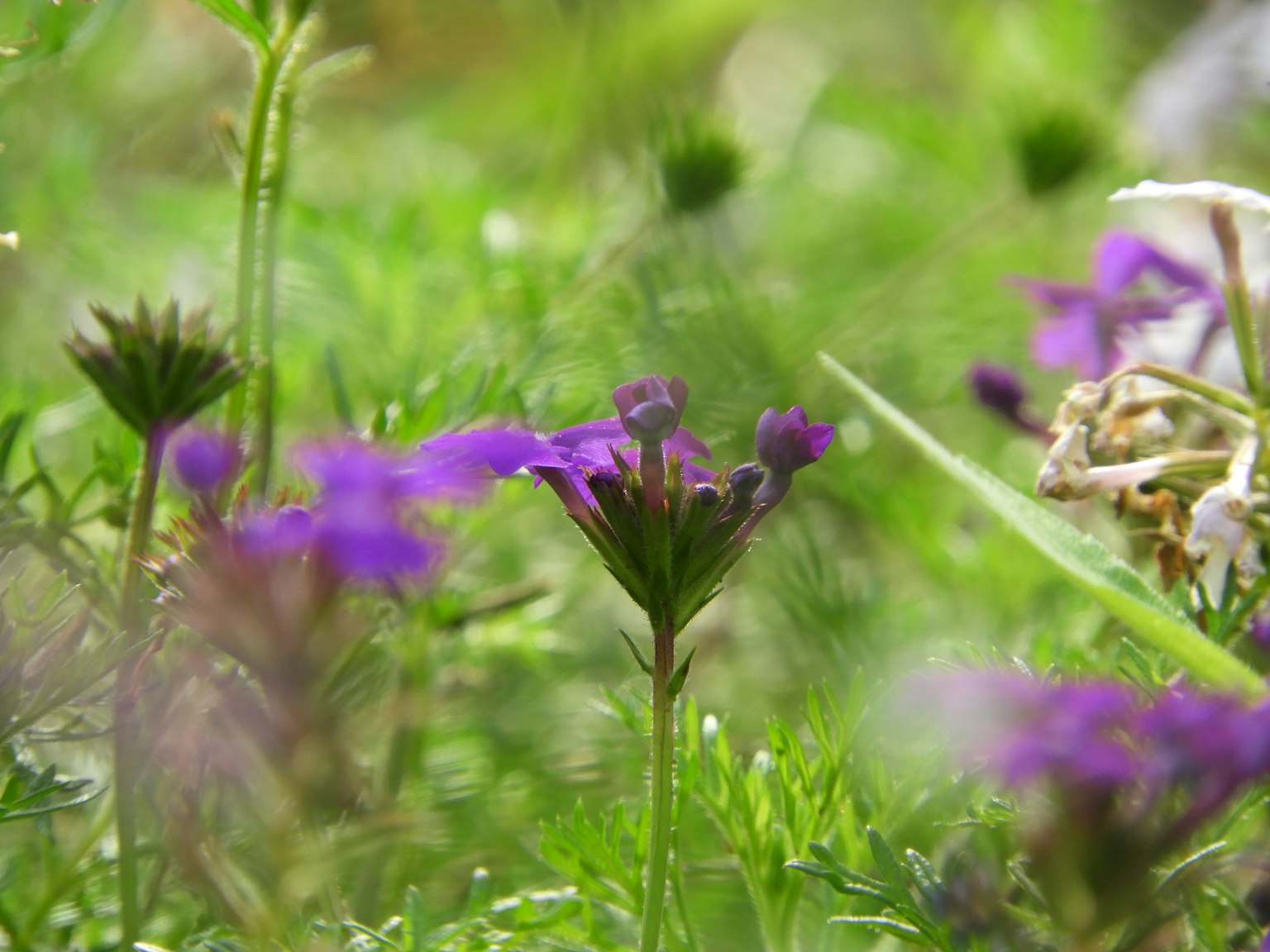 Immagine di fiori viola che sbocciano in un campo erboso verde