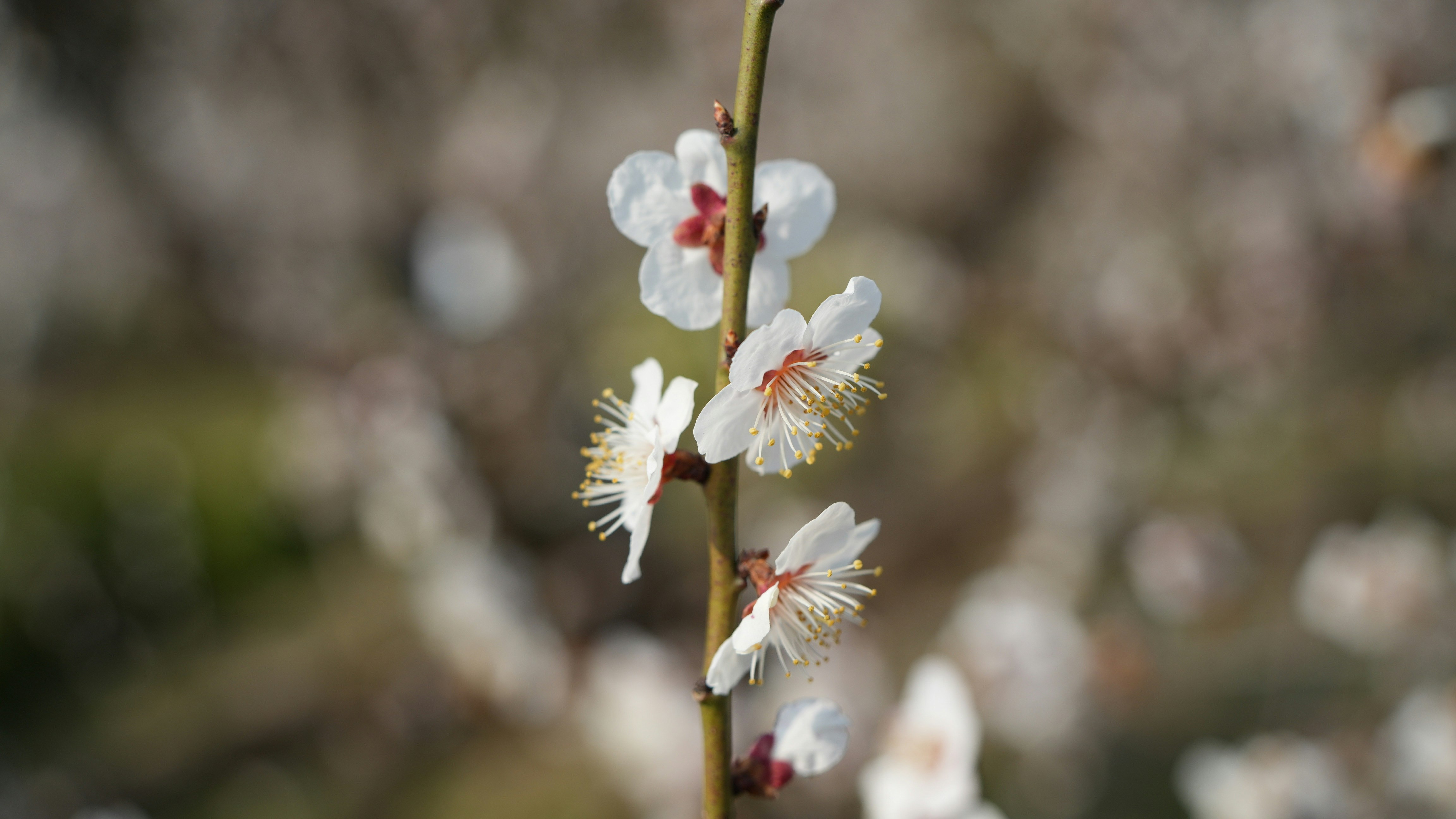 白い花が咲いている梅の木の枝のクローズアップ