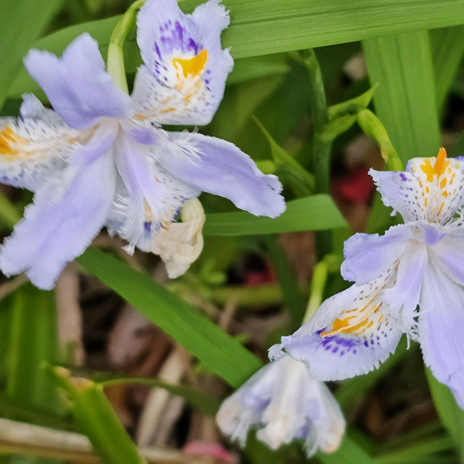 特写美丽花朵,带有浅紫色花瓣