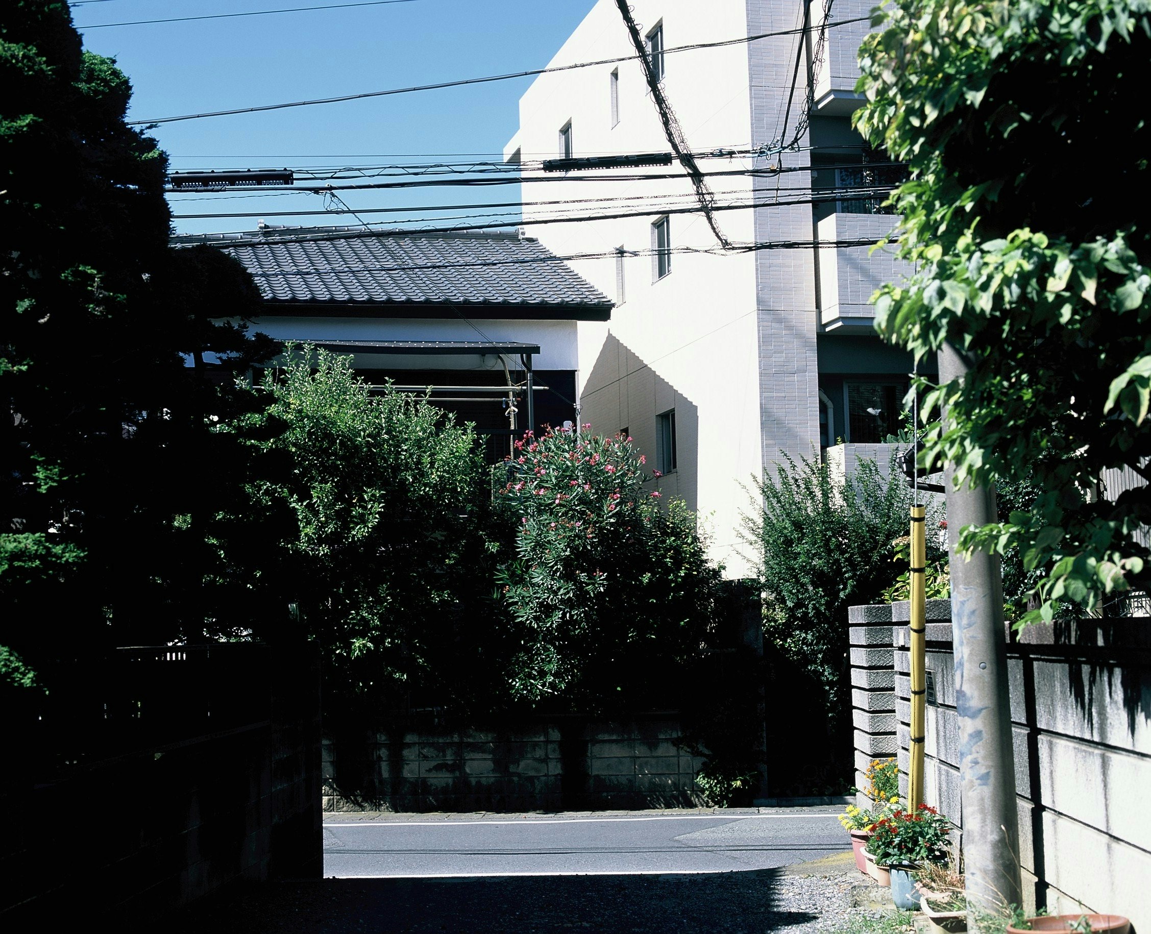 路地の生け垣と白い壁の建物外観