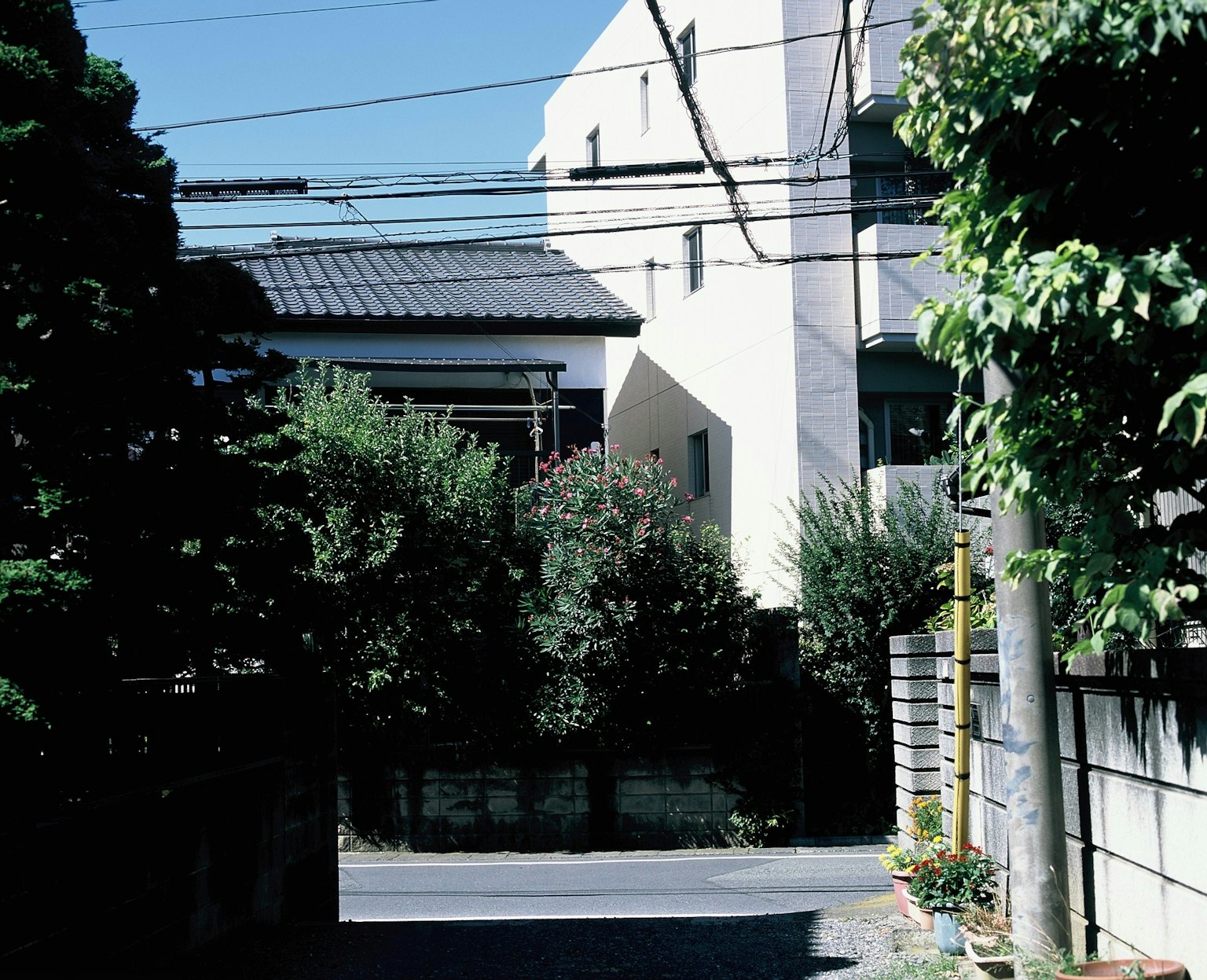静かな住宅街の風景 緑豊かな植物と電線が見える