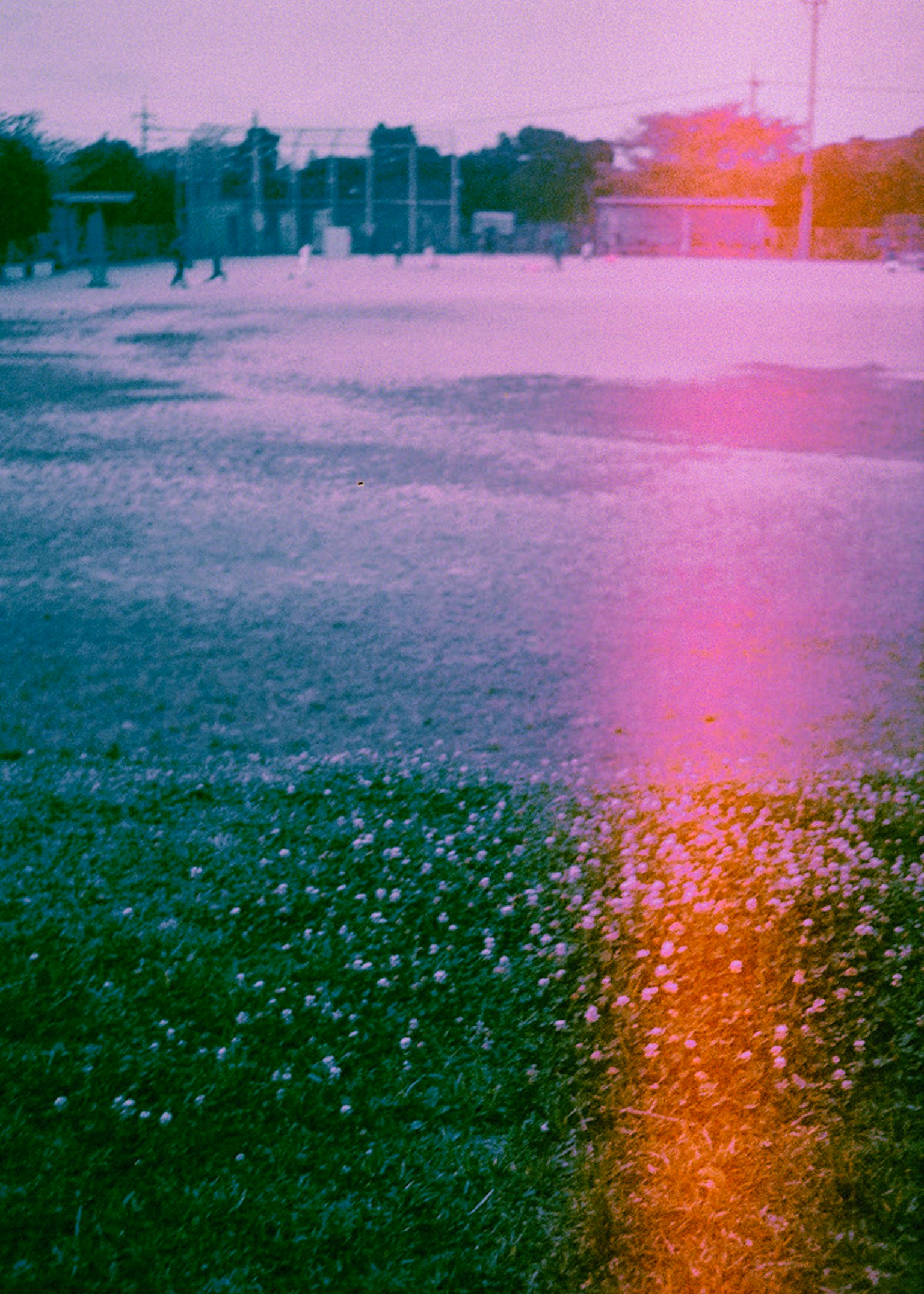 Parkrasen mit verstreuten kleinen weißen Blumen und einem lila Lichtstreifen