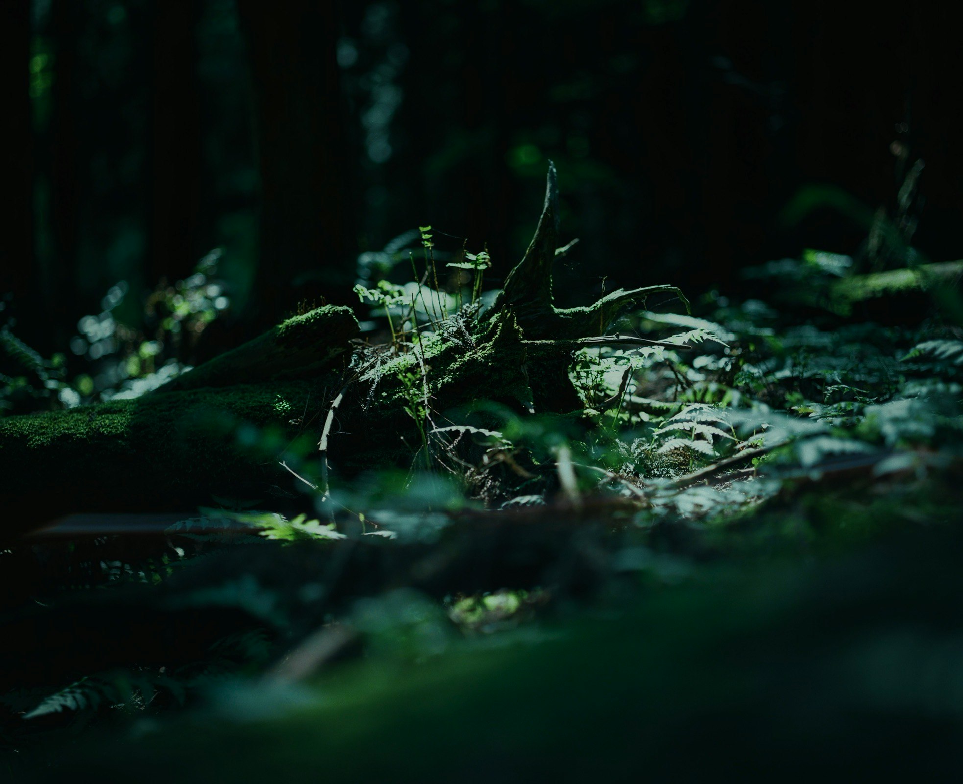 暗い森の地面に広がる枯れ葉と苔のある倒木
