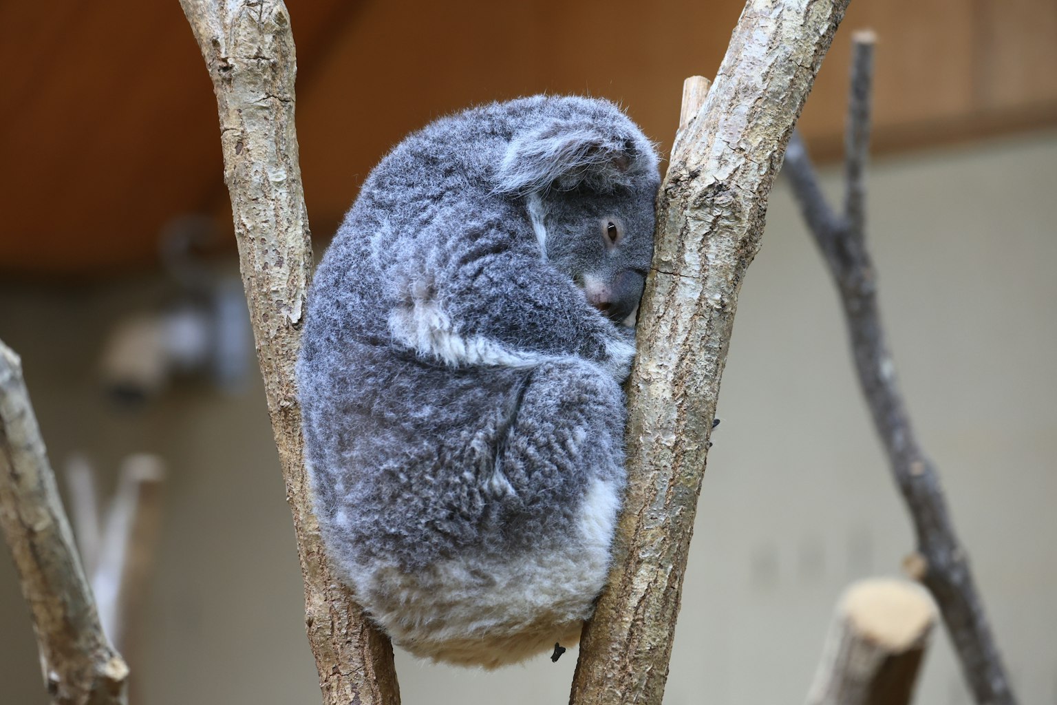 A koala curled up and sleeping on a tree branch