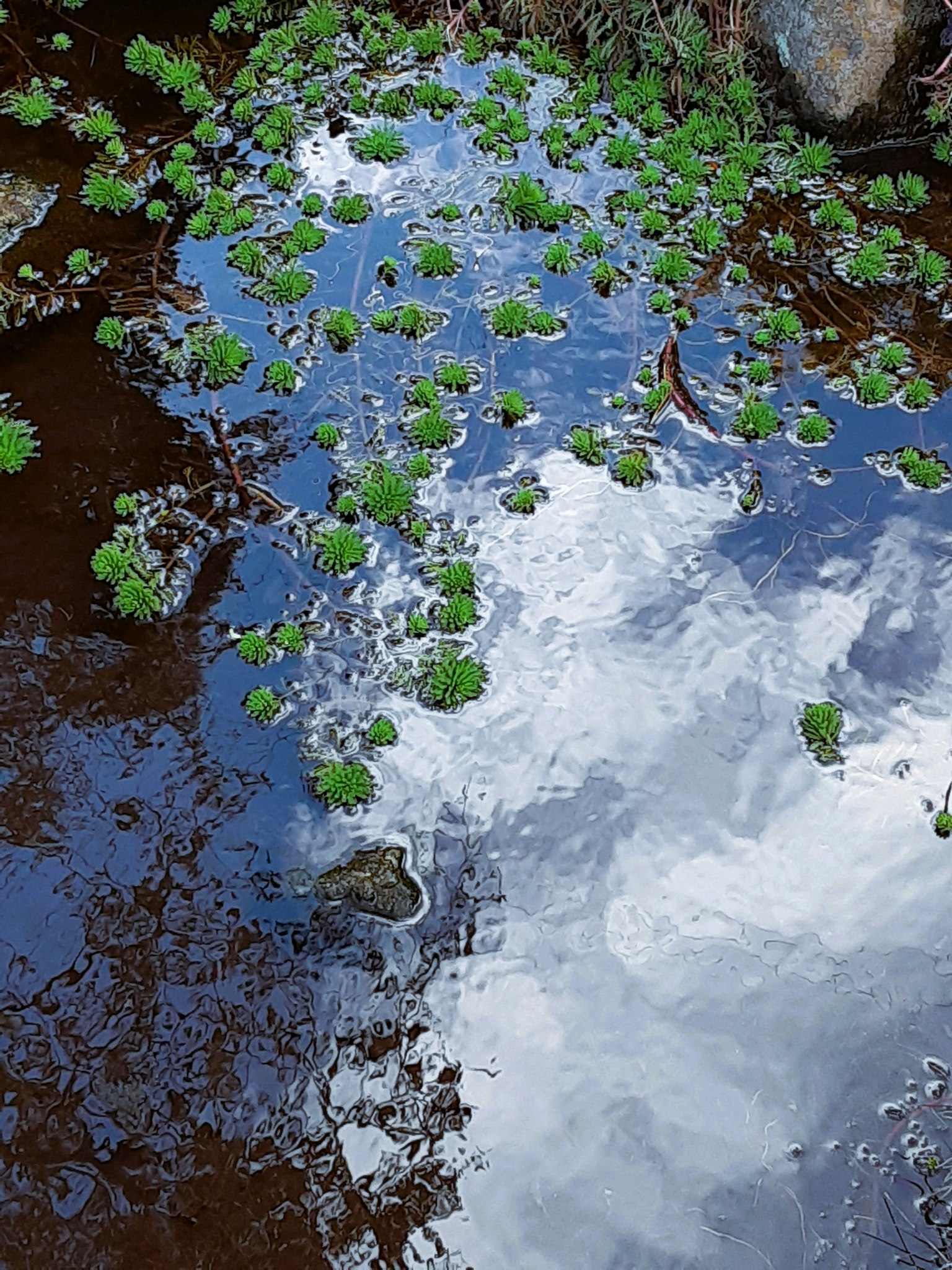 水面上漂浮的绿色植物与蓝天的倒影