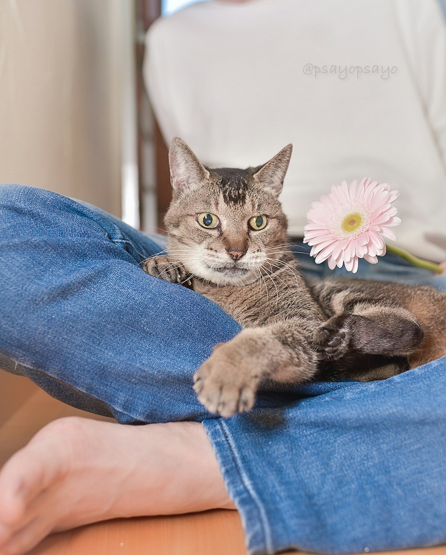 Kucing yang duduk di antara kaki seseorang dengan bunga