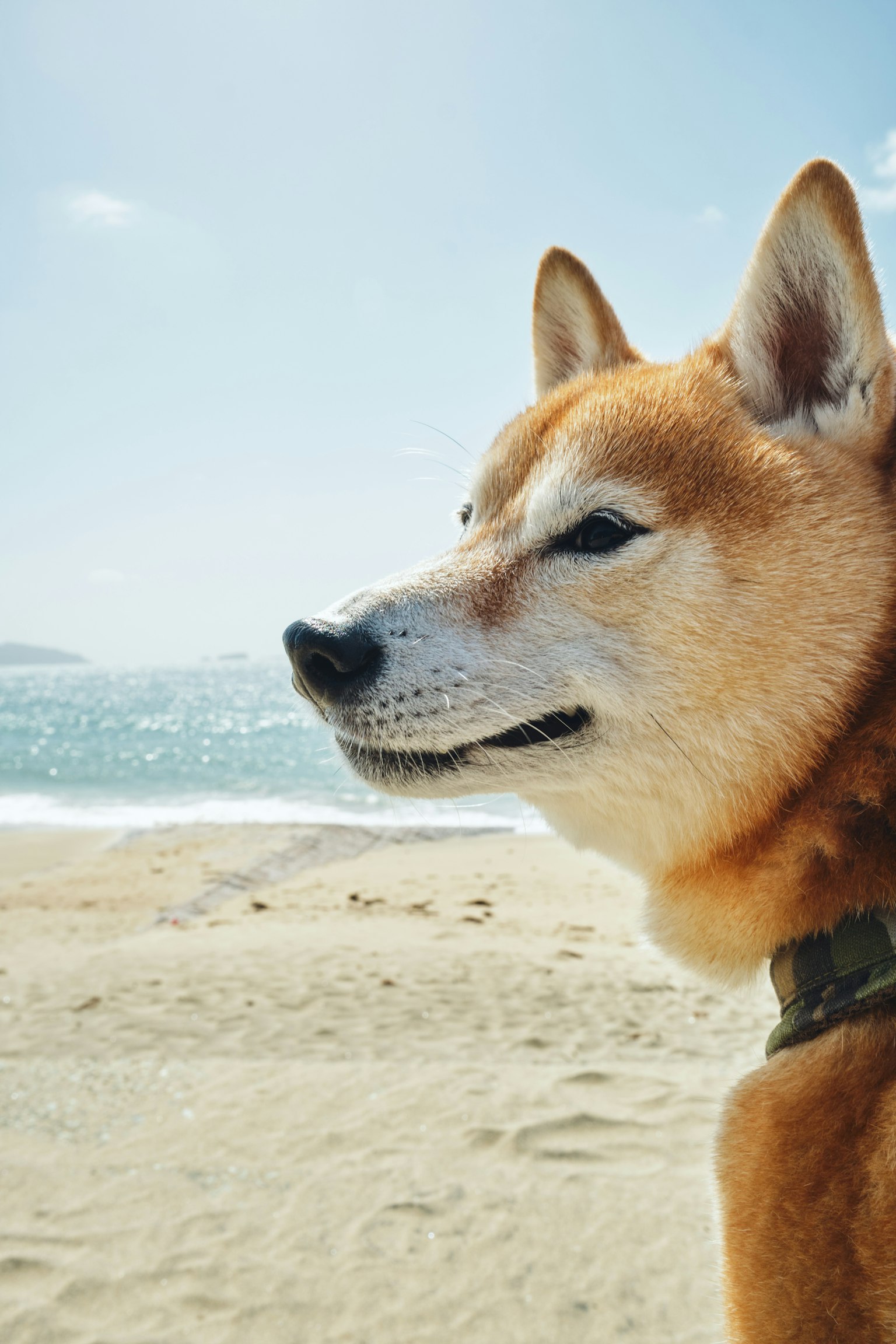 Profilo di un Shiba Inu tranquillo sulla spiaggia