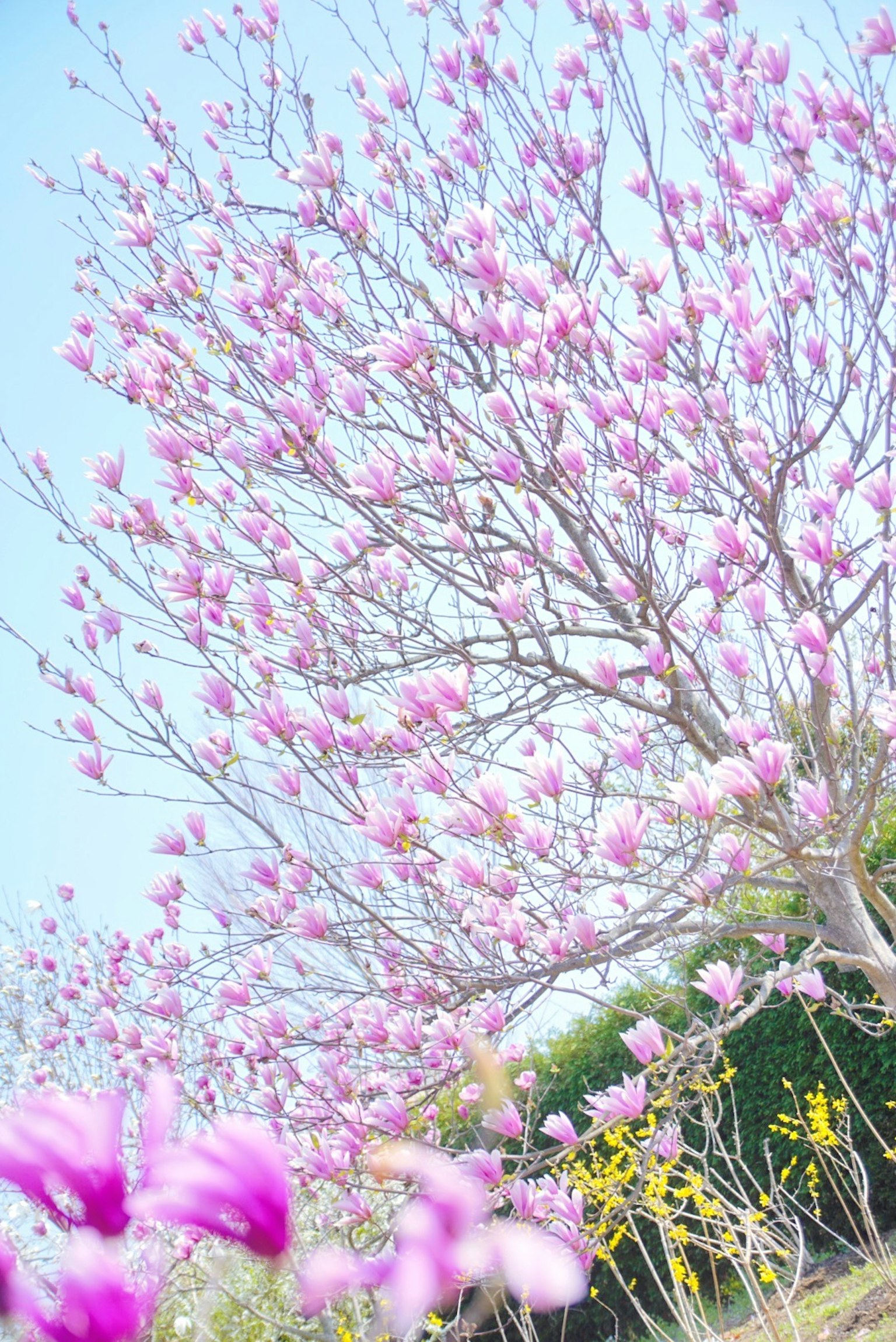 树上开满粉色花朵，背景是淡蓝色的天空