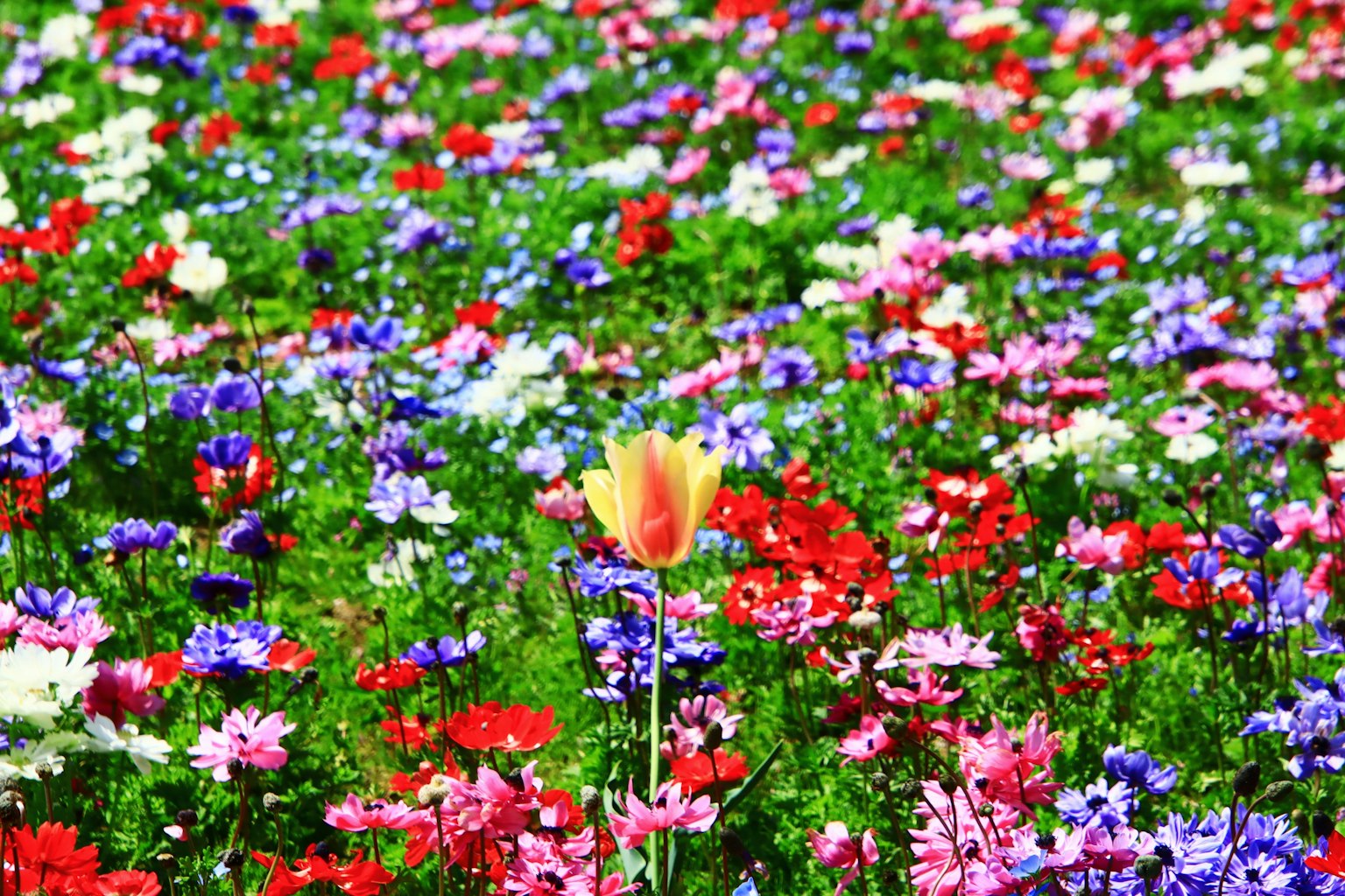 ทุ่งดอกไม้สีสันสดใสที่มีทิวลิปสีเหลืองโดดเด่นอยู่หนึ่งดอก