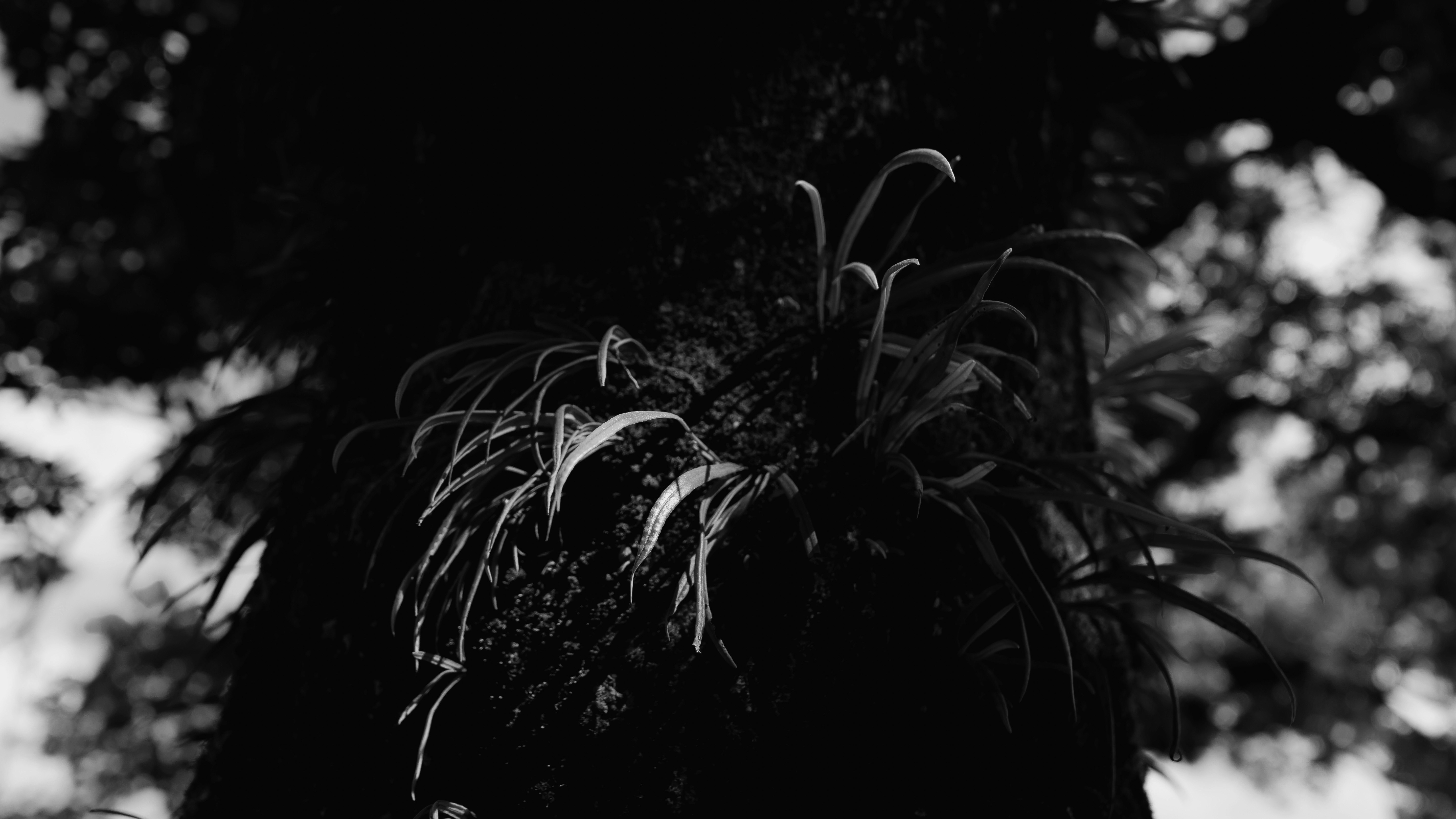 木陰で揺れる観葉植物の葉先