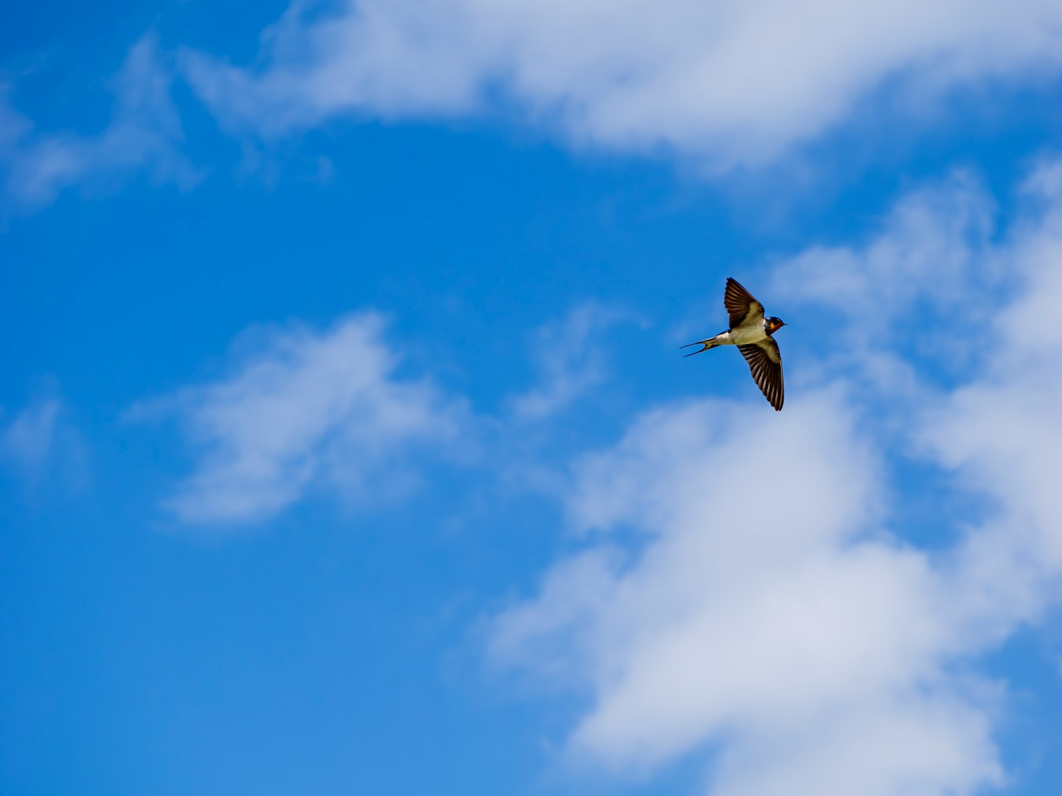 Silhouette eines Vogels, der gegen einen blauen Himmel fliegt