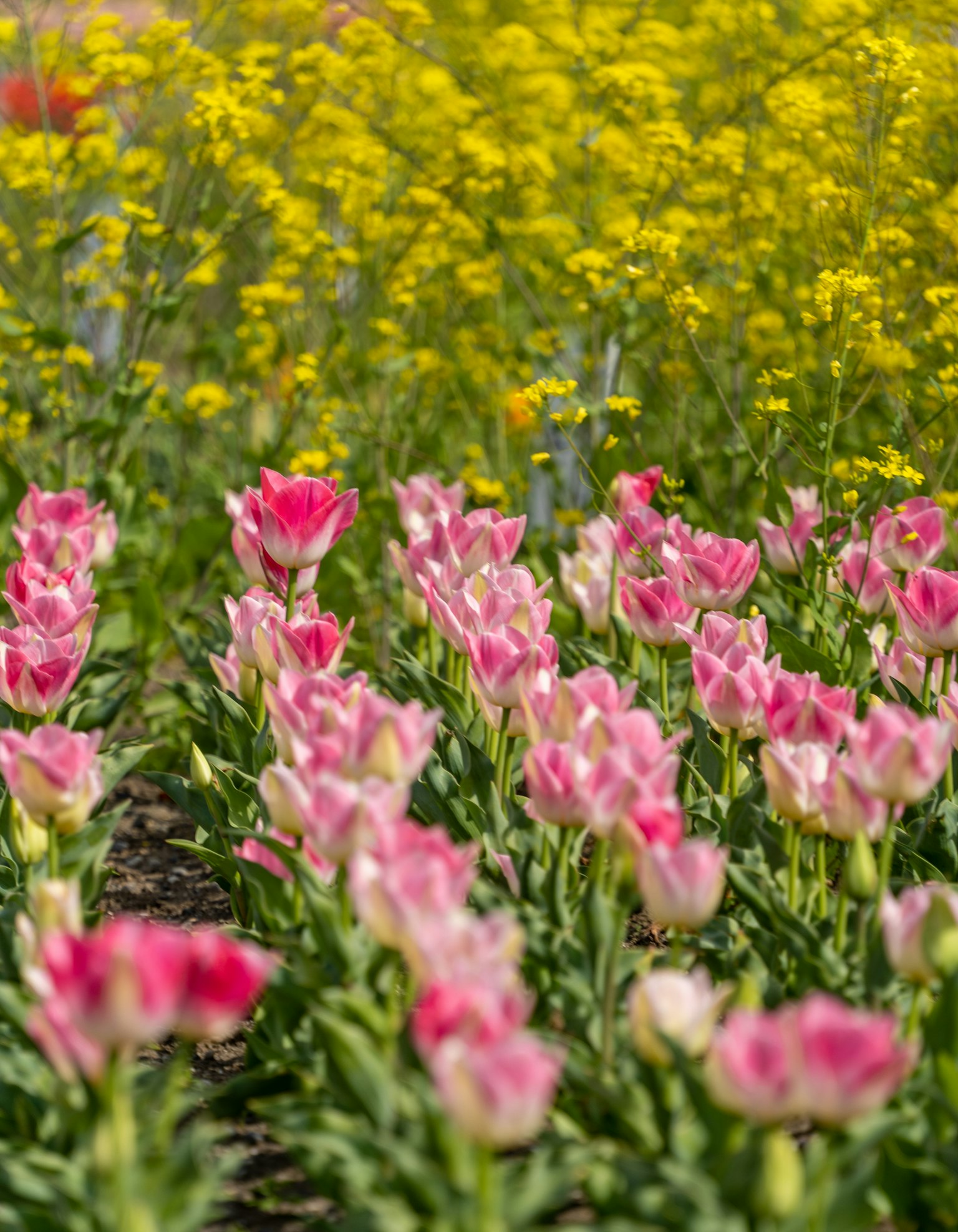 Hoa tulip đầy màu sắc và hoa vàng trong khung cảnh sống động