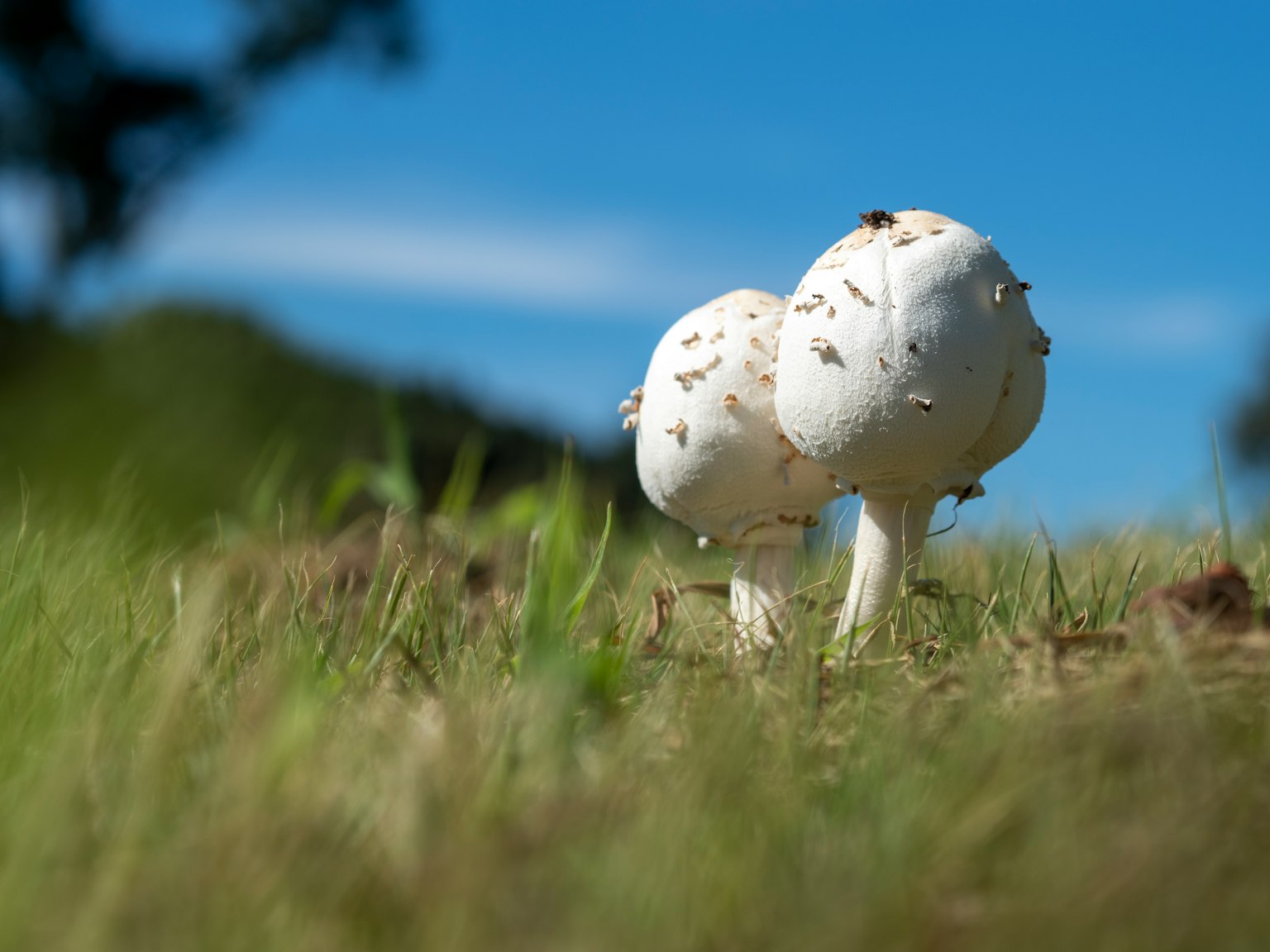 Zwei weiße Pilze wachsen im grünen Gras unter einem blauen Himmel