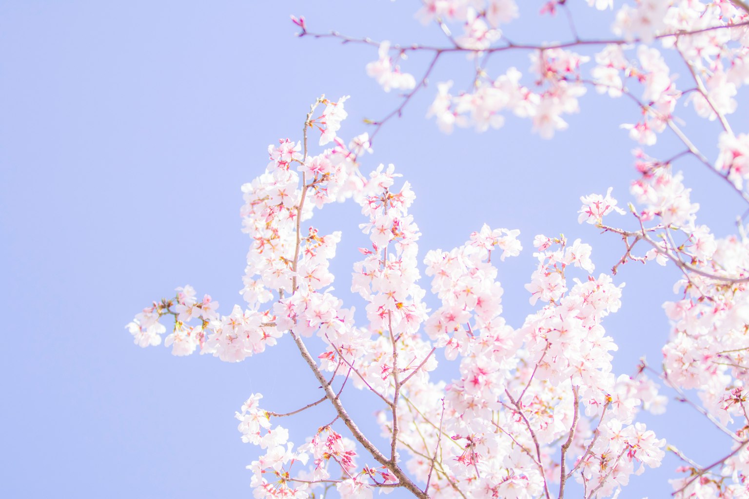 Cherry blossoms in full bloom against a light blue sky