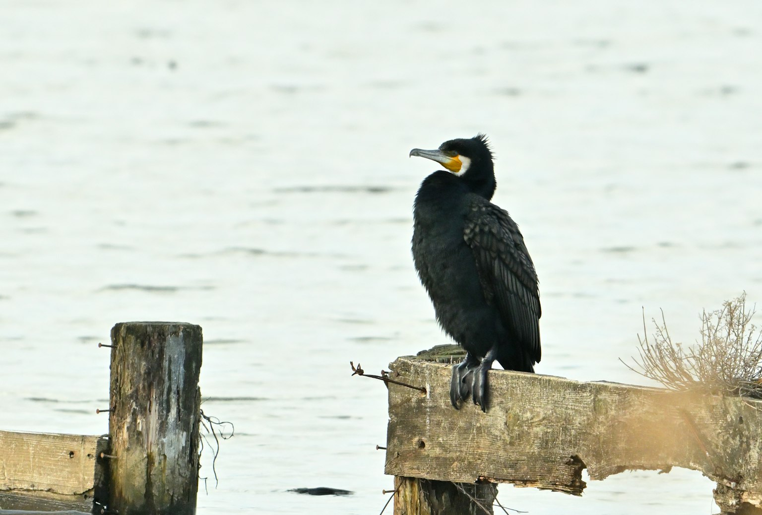Un pájaro negro similar a un cormorán posado sobre un poste de madera junto al agua