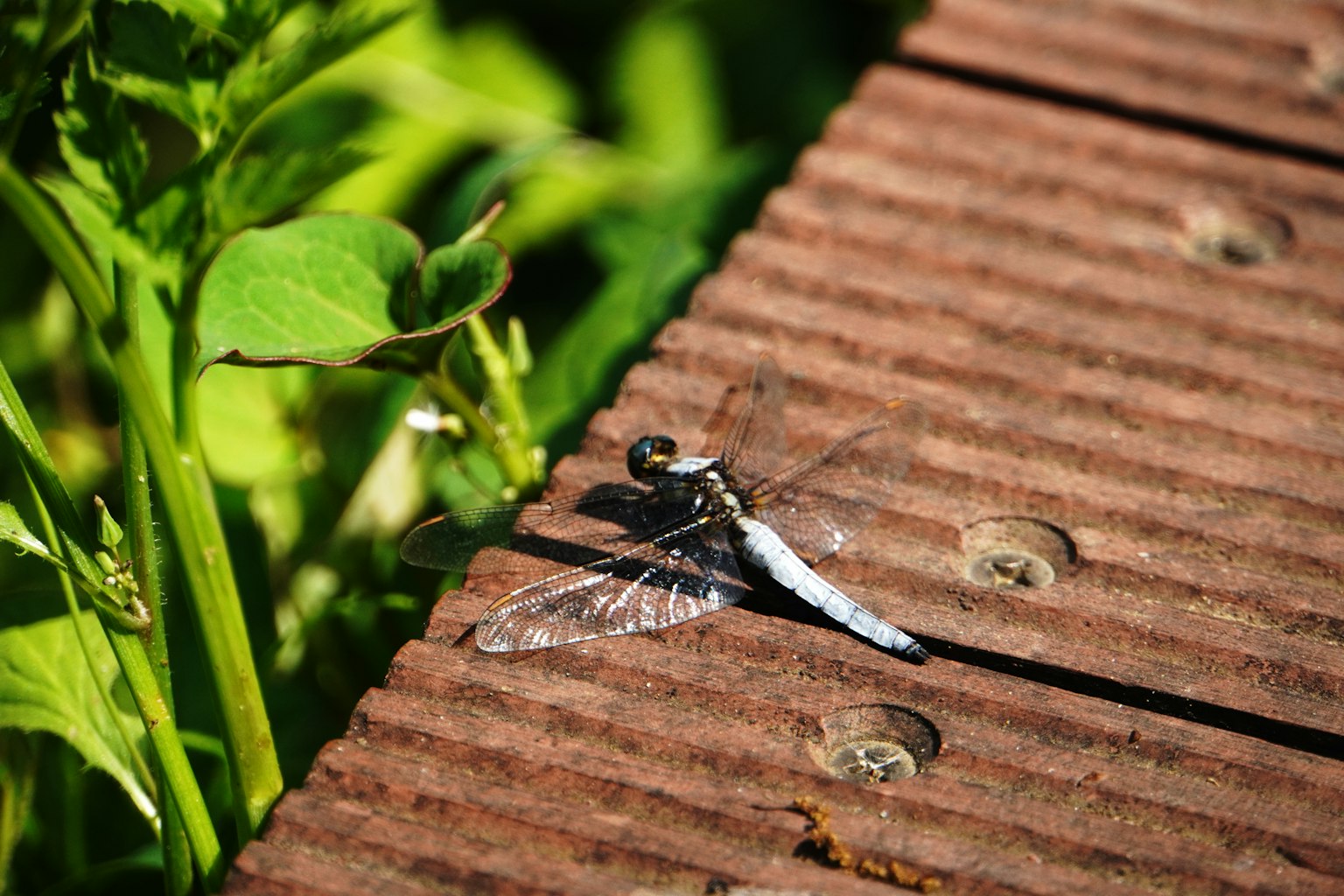 Une libellule bleue se reposant sur des planches en bois avec des feuilles vertes à proximité