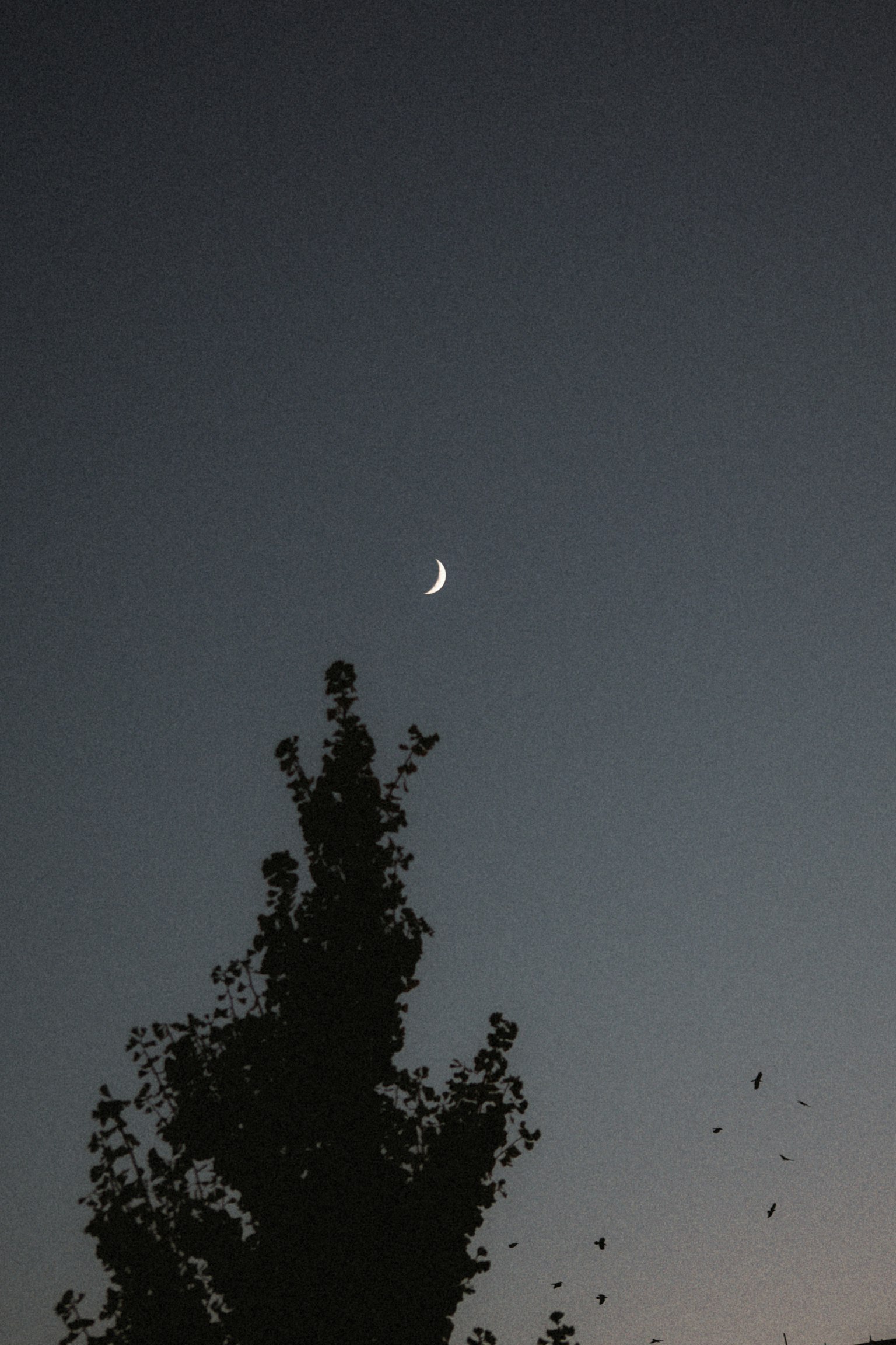 黄昏天空中的新月和树的轮廓
