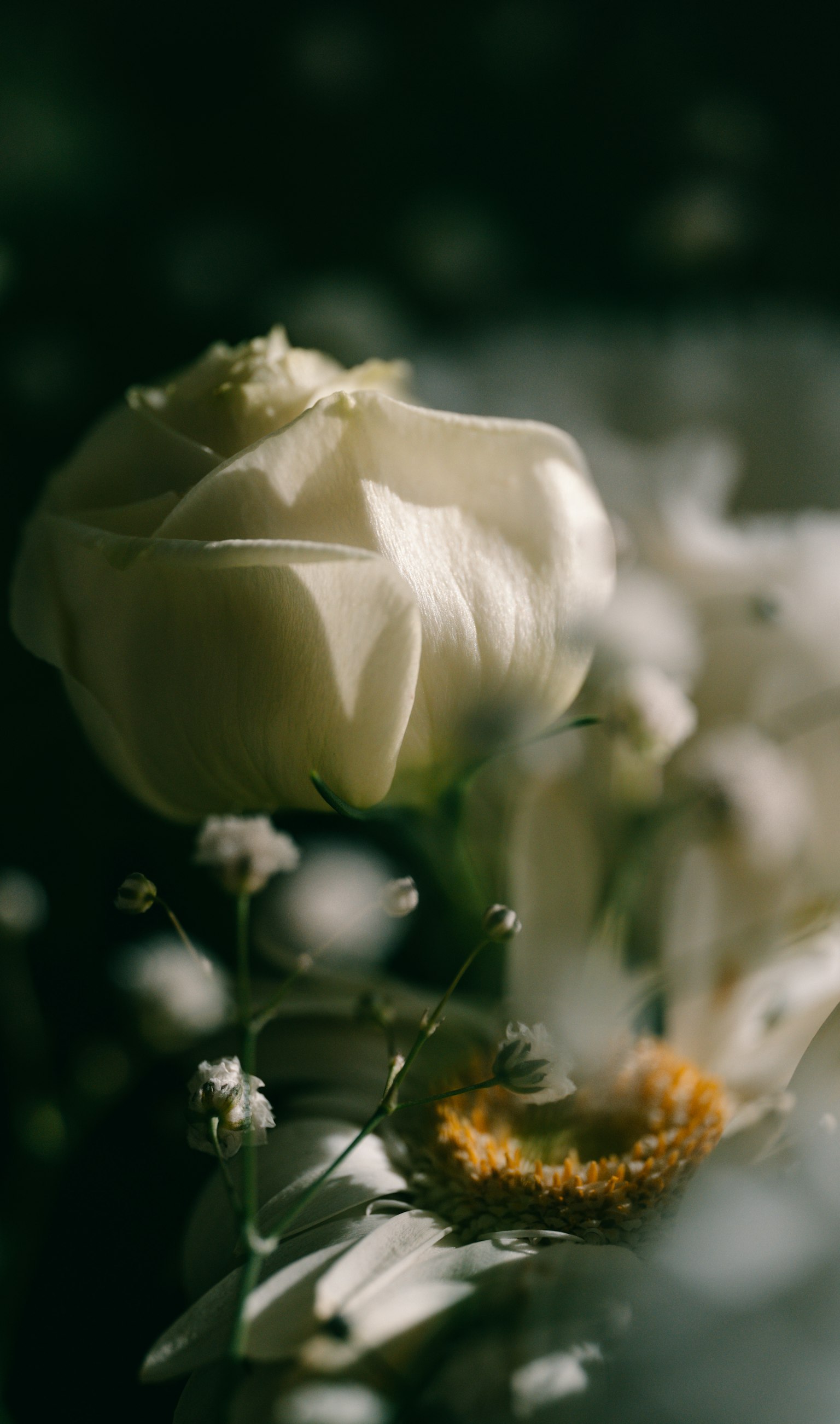 Schönes Bild mit einer weißen Rose und anderen Blumen vor unscharfem Hintergrund