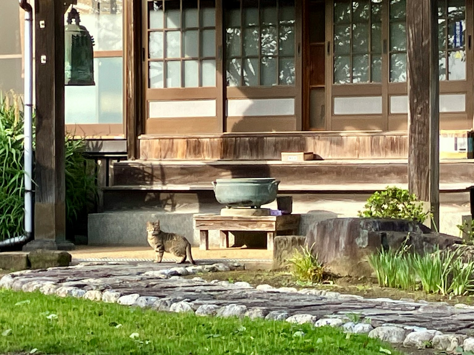 Seekor kucing di depan rumah tradisional Jepang