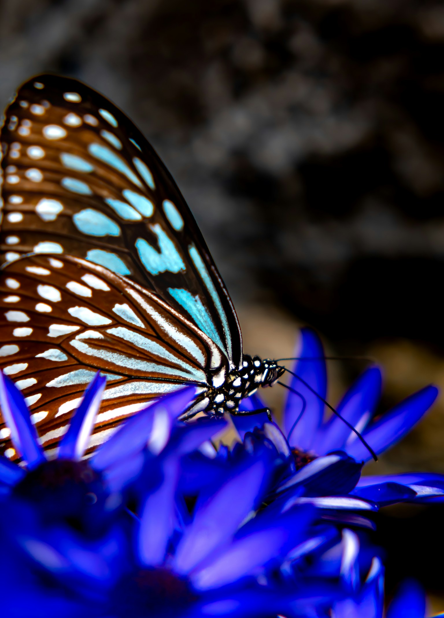 Close-up of a beautiful butterfly resting on a blue flower