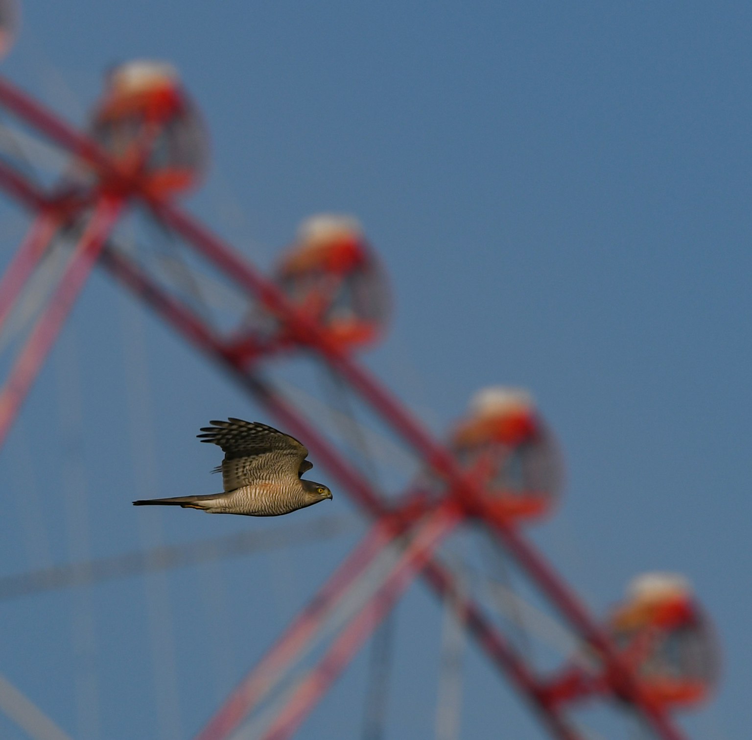 赤い観覧車の背景を飛ぶ鳥