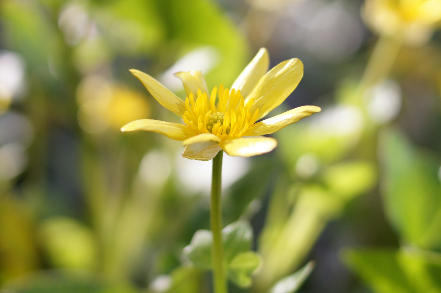 Helle gelbe Blume hebt sich vor grünem Hintergrund ab
