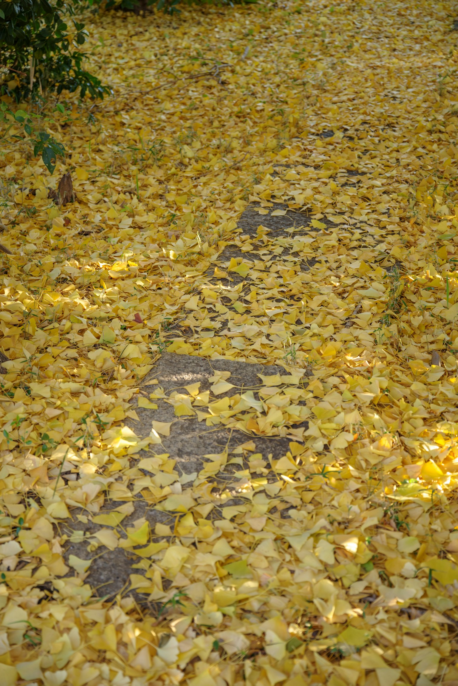 Jalan yang ditutupi daun kuning