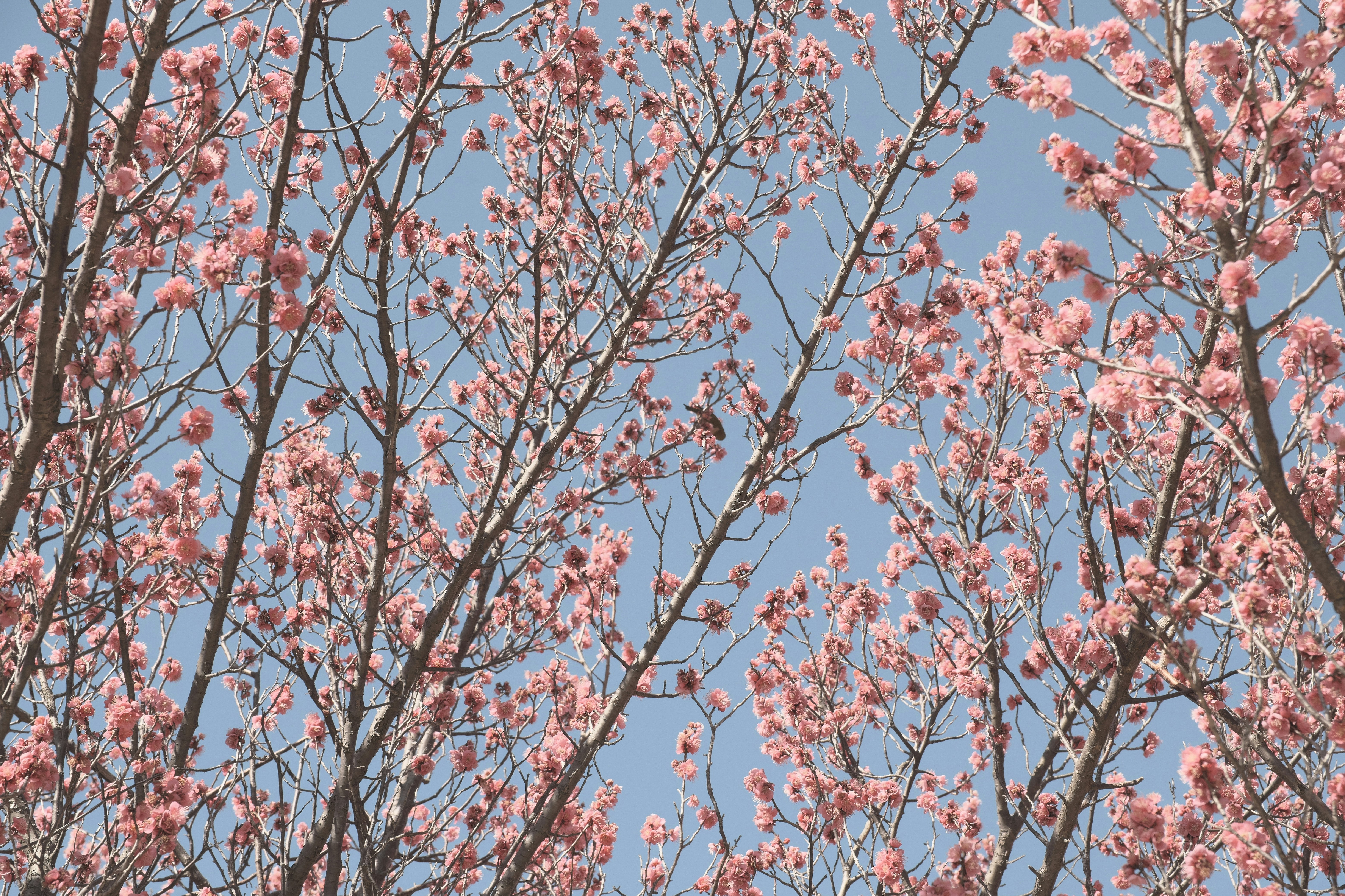 Kirschblüten an einer Baumreihe vor blauem Himmel