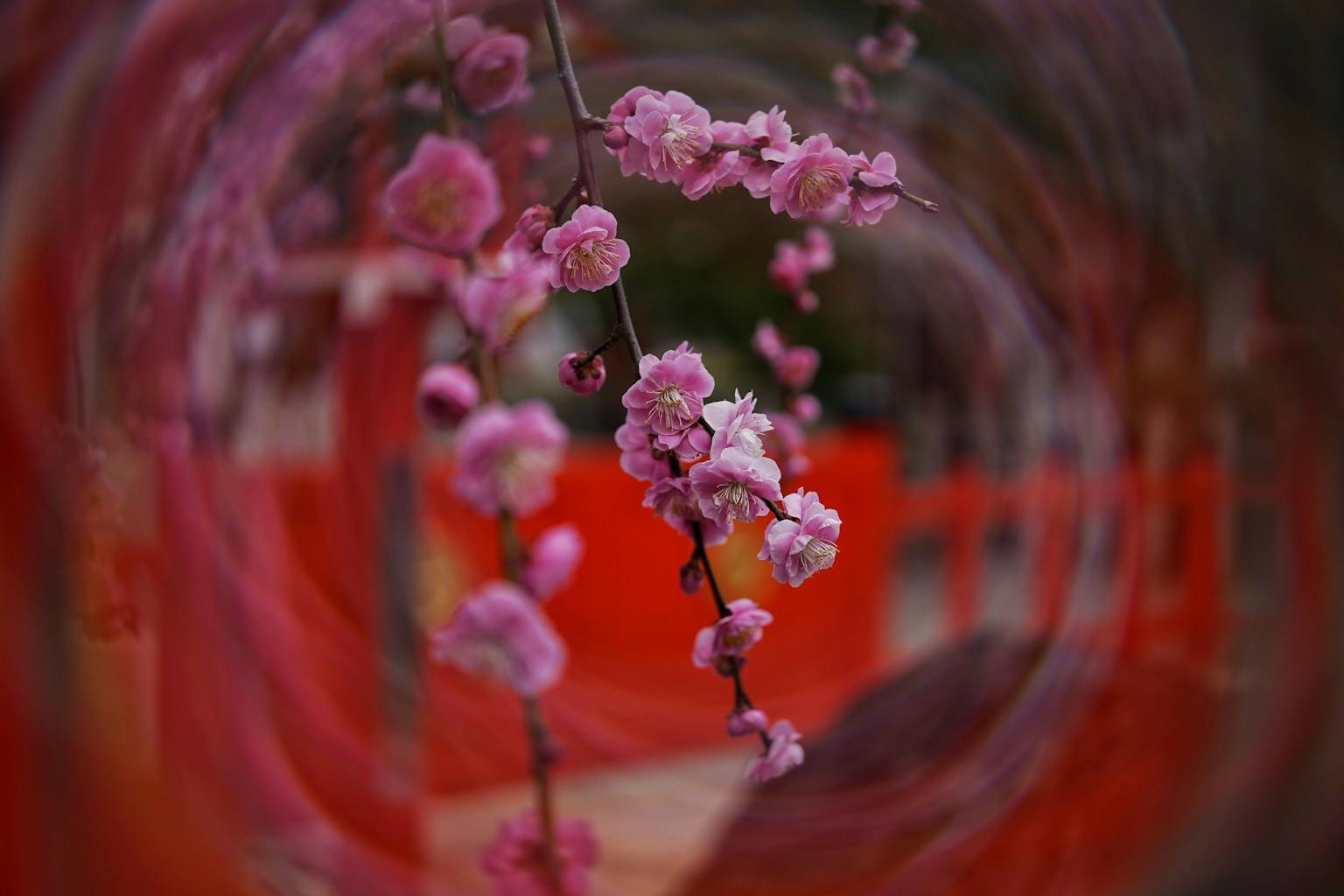 赤い背景に咲くピンクの花のクローズアップ