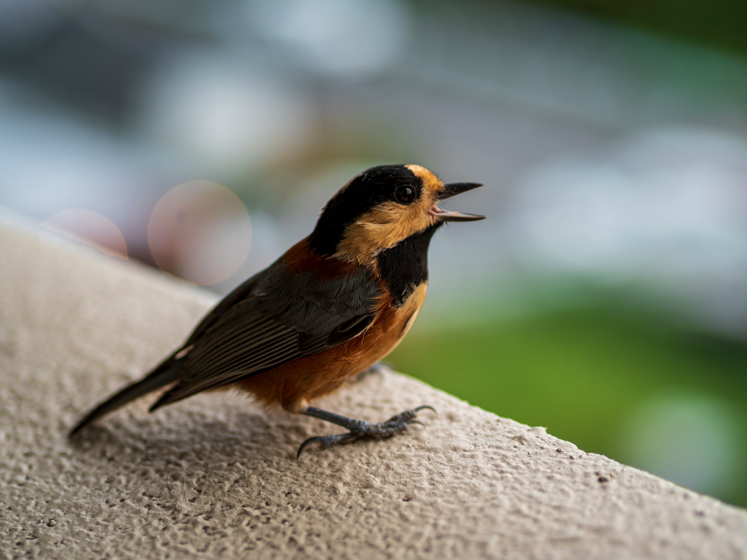 A small bird with a vibrant orange chest perched on a balcony edge