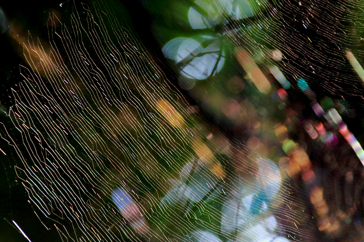 Close-up of a spider web with intricate strands and blurred colorful background