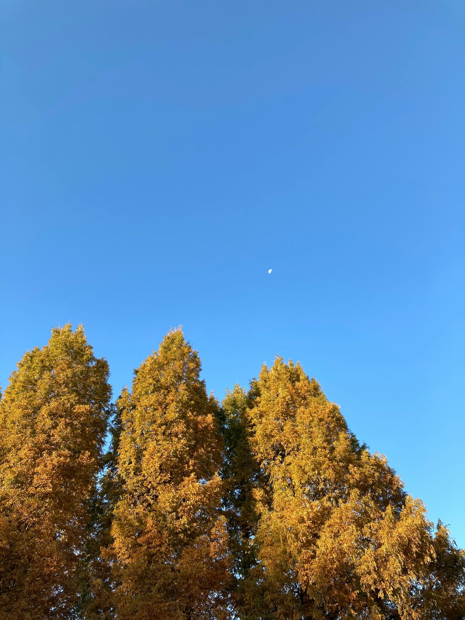 Alberi dorati contro un cielo blu chiaro con una luna bianca