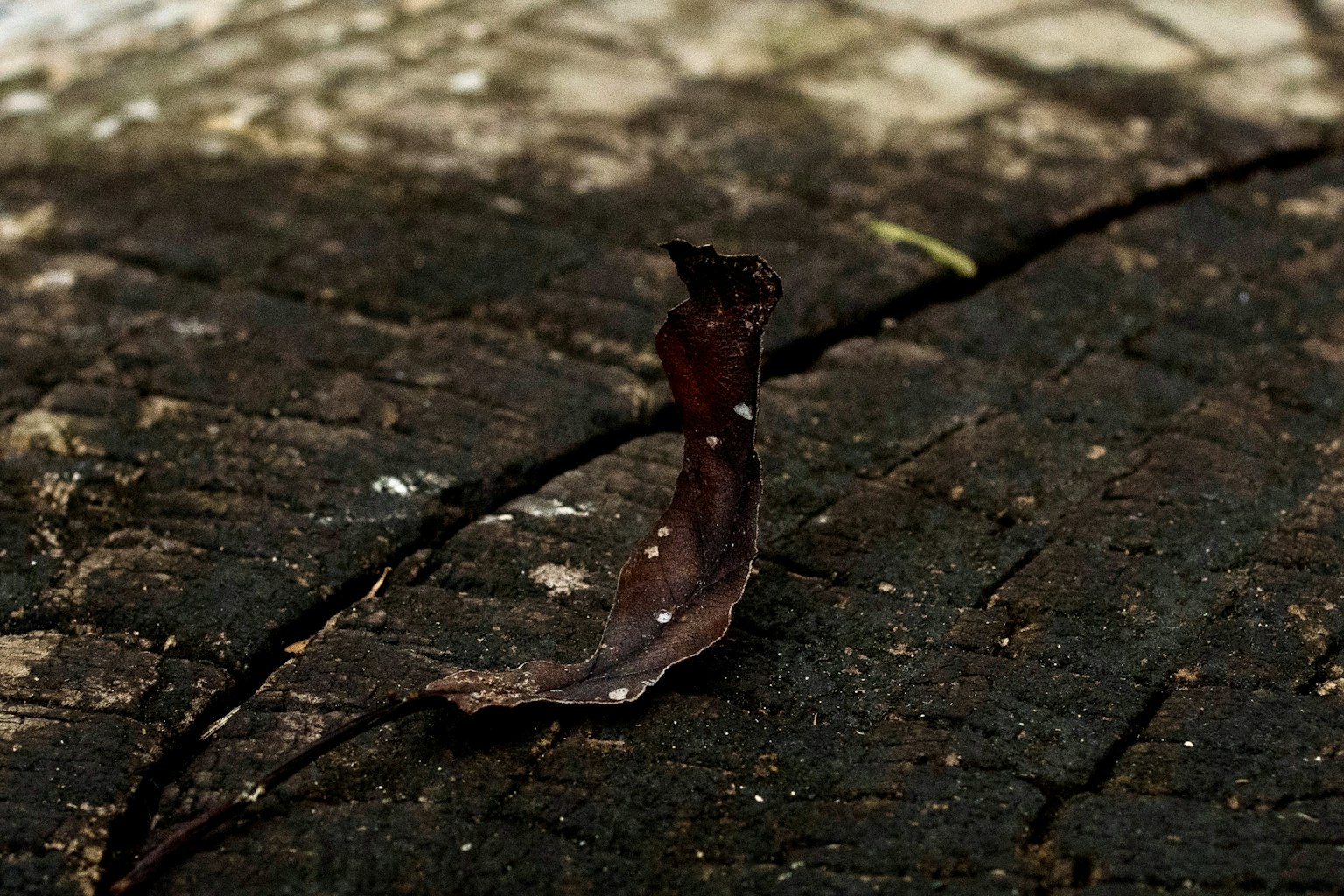 Brown leaf fragment on a tree stump