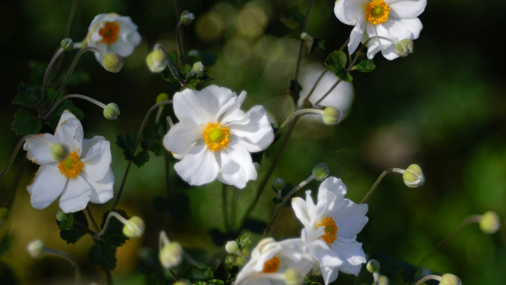 primo piano di fiori bianchi