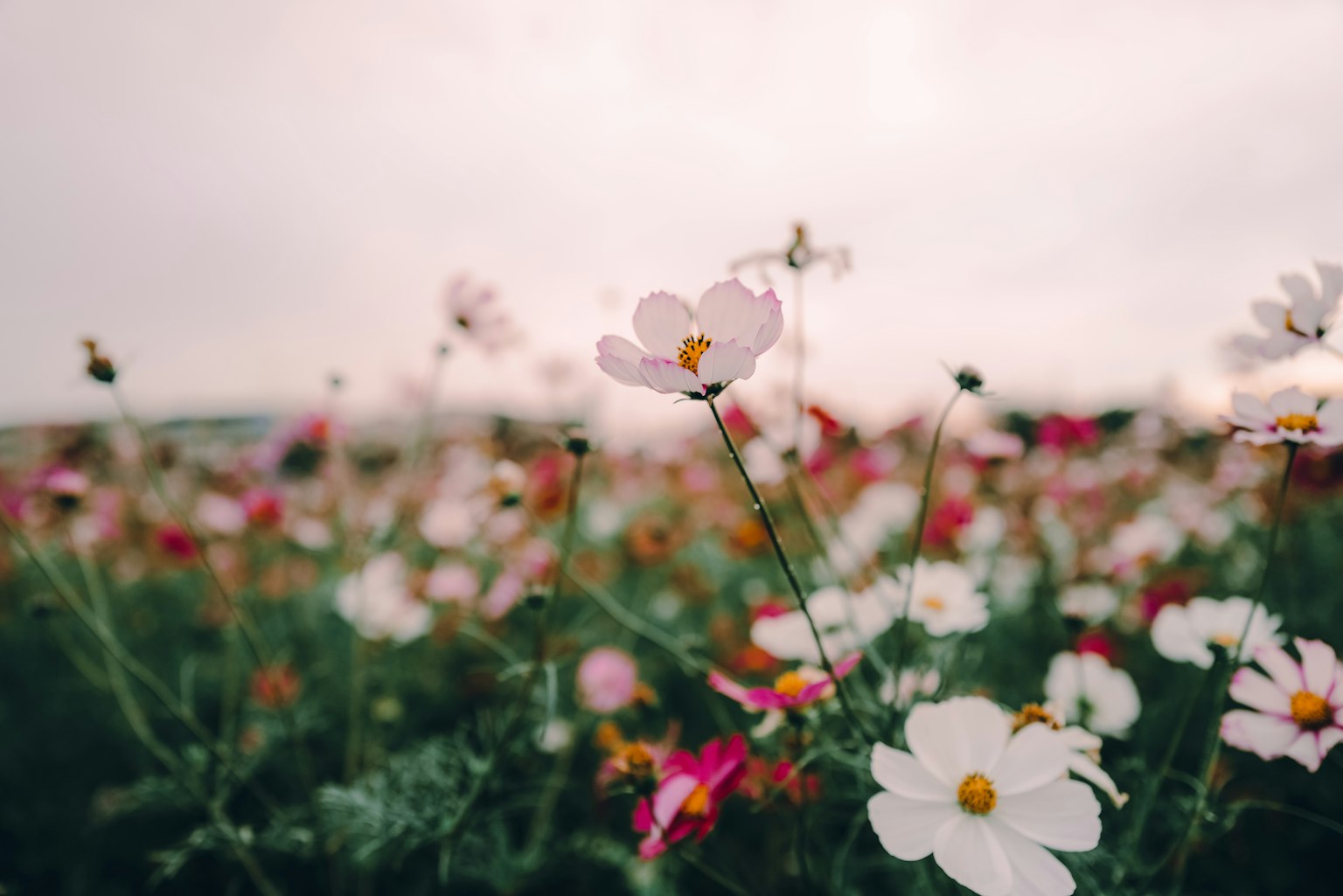 Imagen en primer plano de un campo con flores coloridas en flor