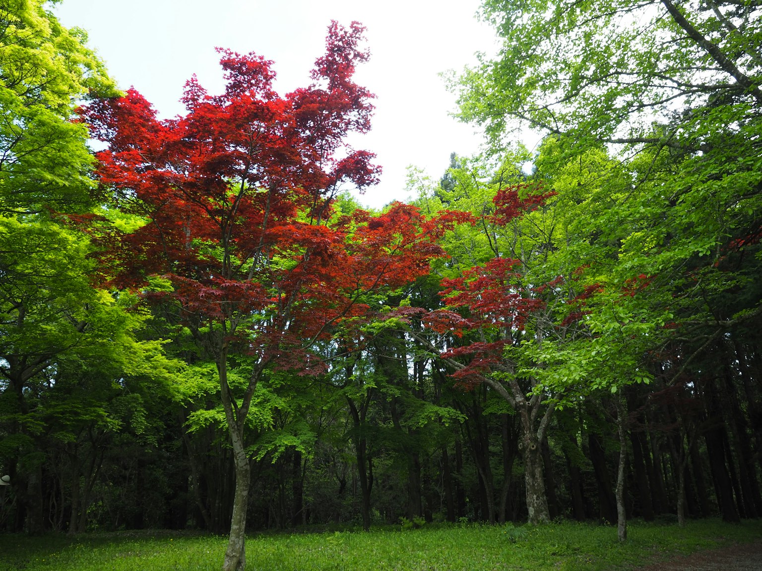 Pemandangan dengan pohon maple merah di antara dedaunan hijau