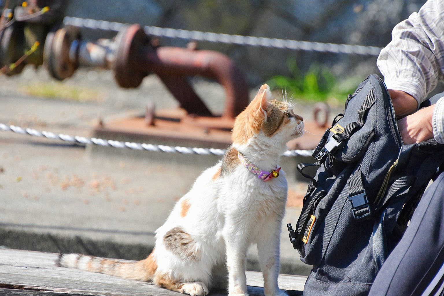 Kucing dengan kalung duduk di dekat orang