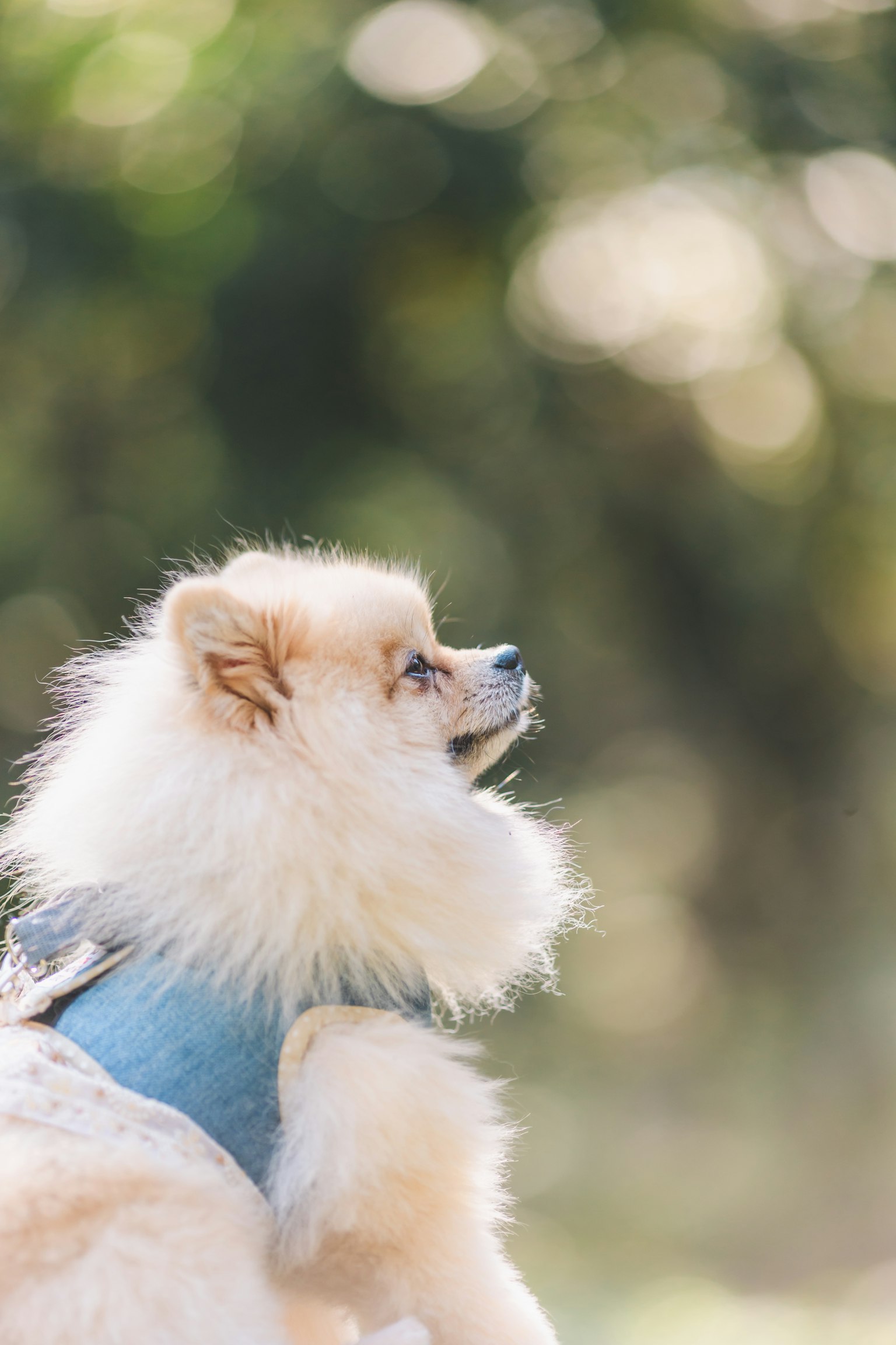 Fluffy Pomeranian wearing a blue harness in profile