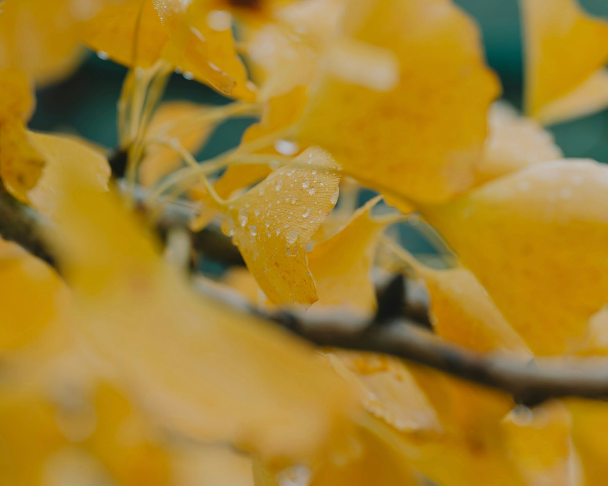 gros plan sur des feuilles de ginkgo jaunes avec des gouttes d’eau