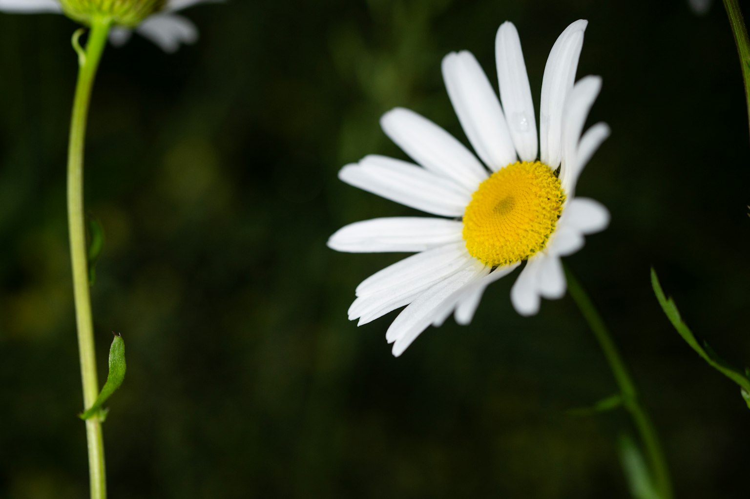 Close-up of a white daisy flower with a yellow center against a dark green background