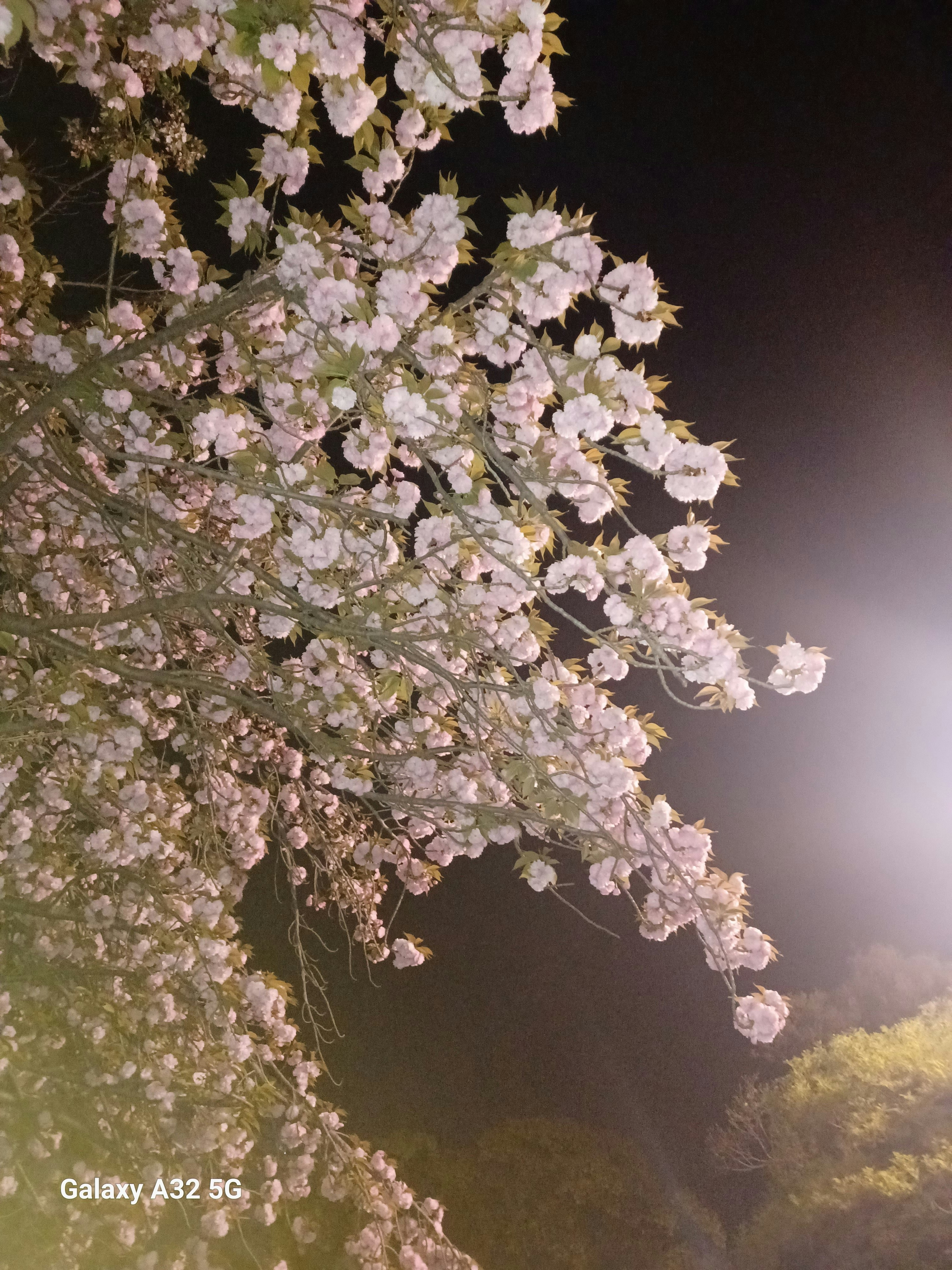 夜空に咲く桜の枝