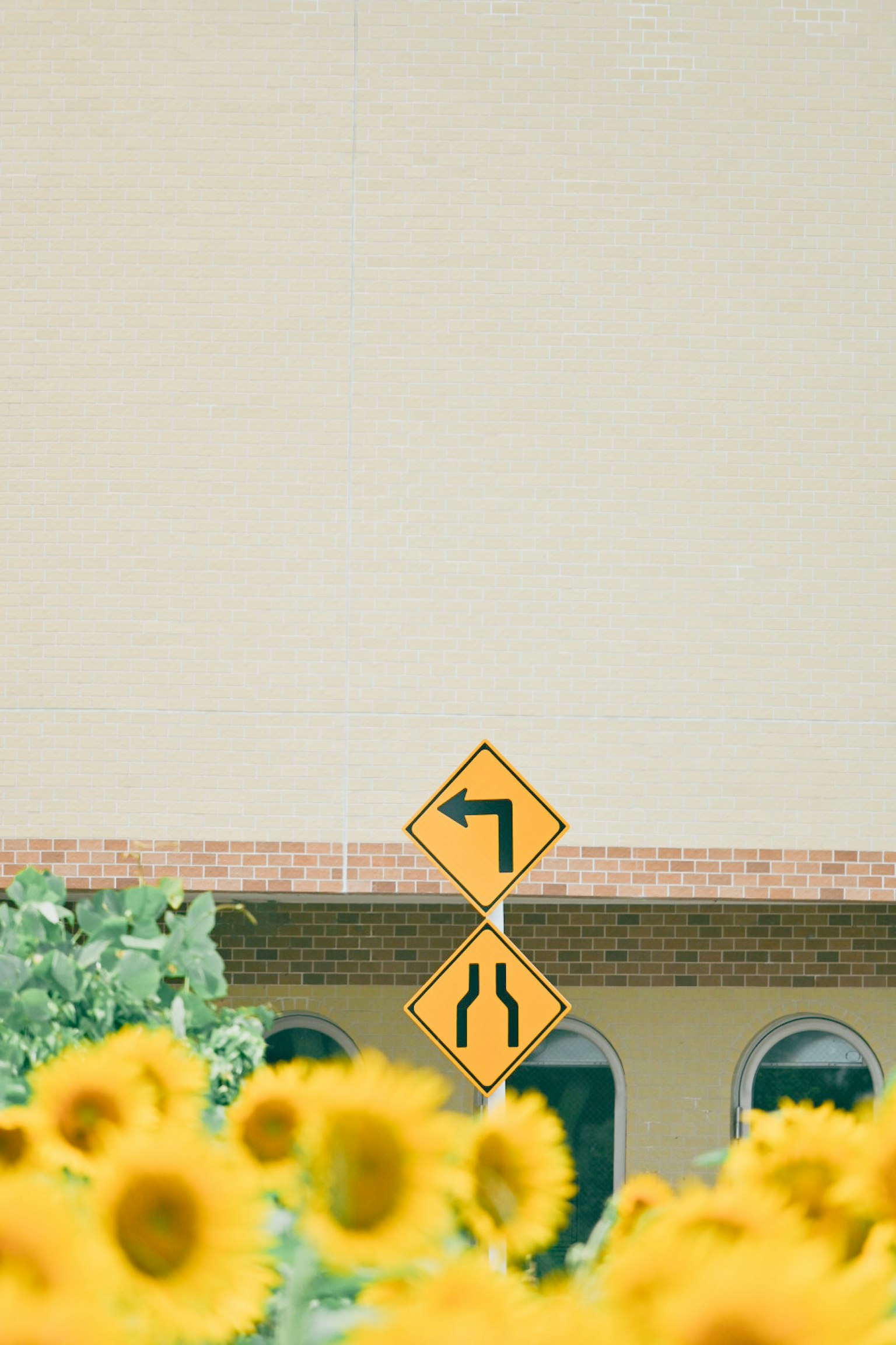 Left turn and merging road signs with sunflowers in the foreground